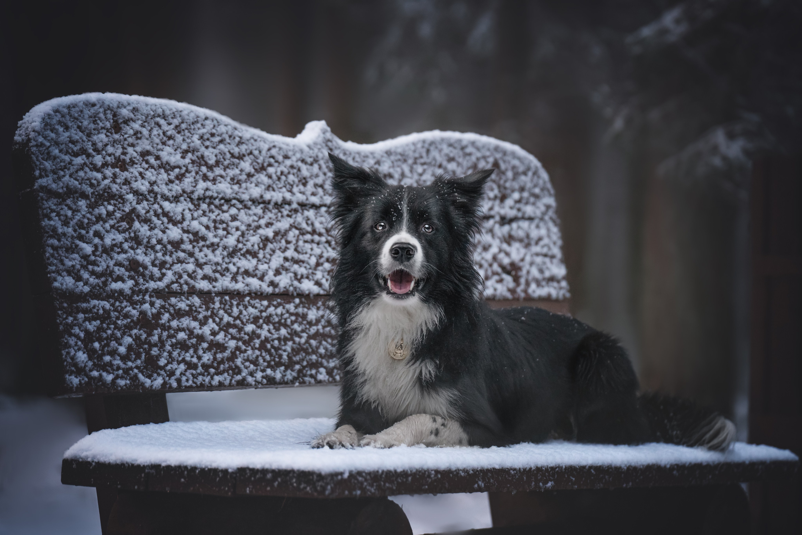 Маккензи. Фотограф анималист Осипчикова Мария