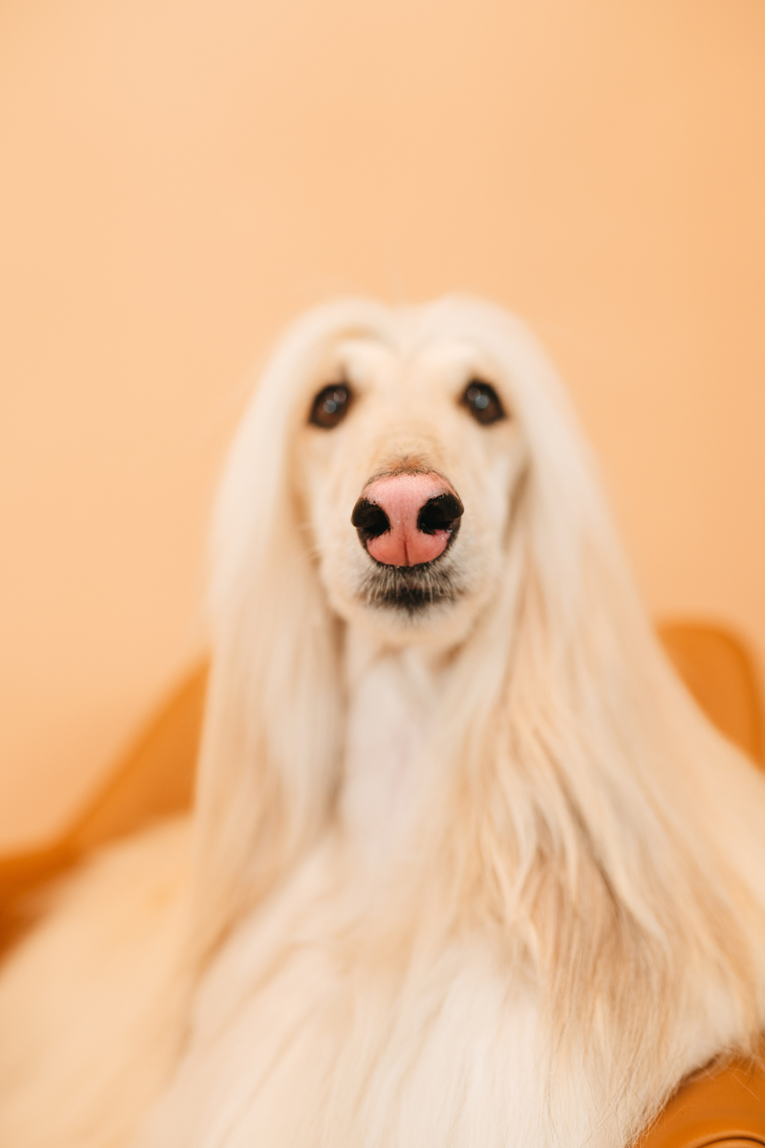 Груминг — салон. Фотограф анималист Осипчикова Мария