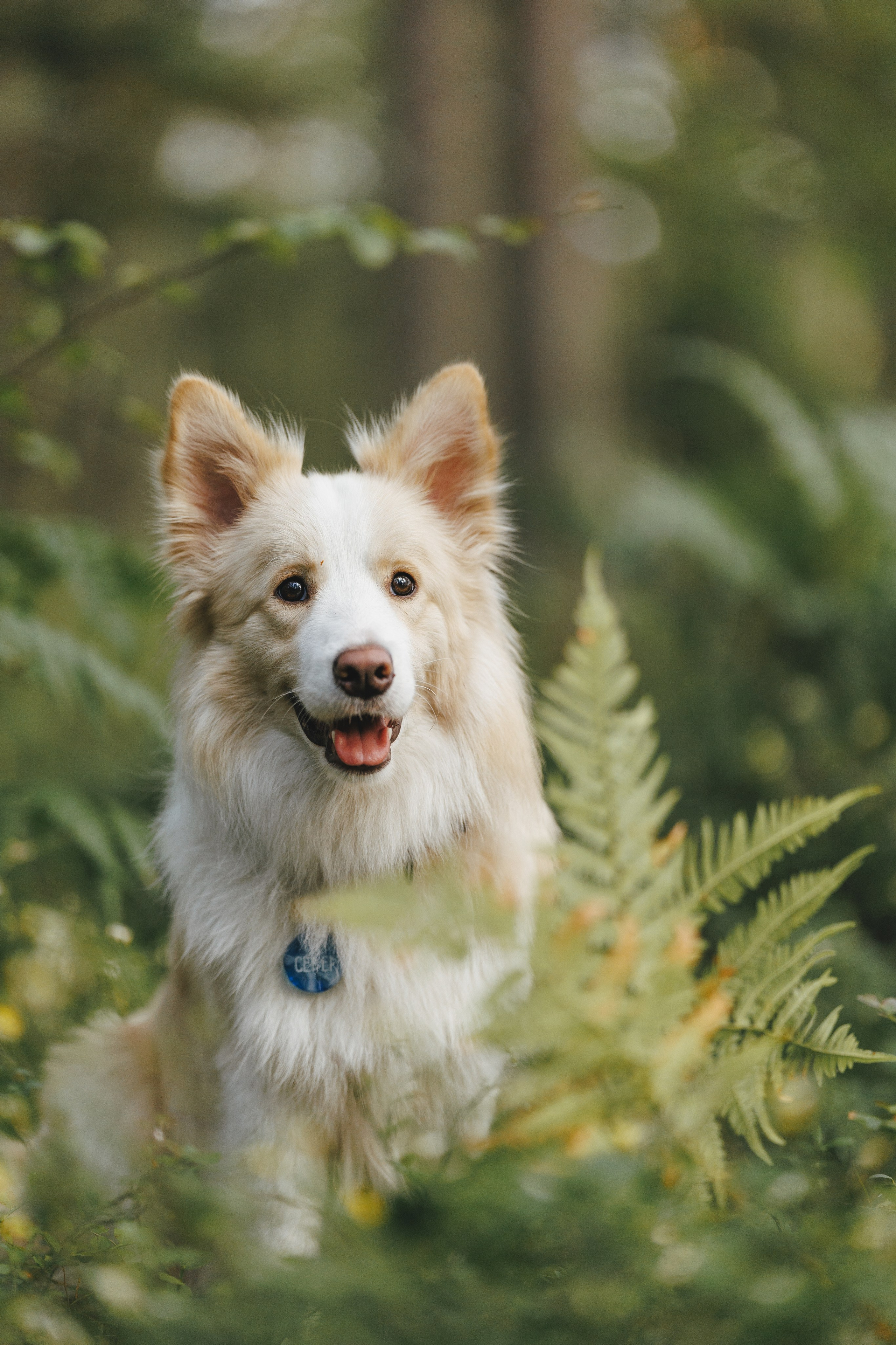На природе. Фотограф- анималист Санкт-Петербург