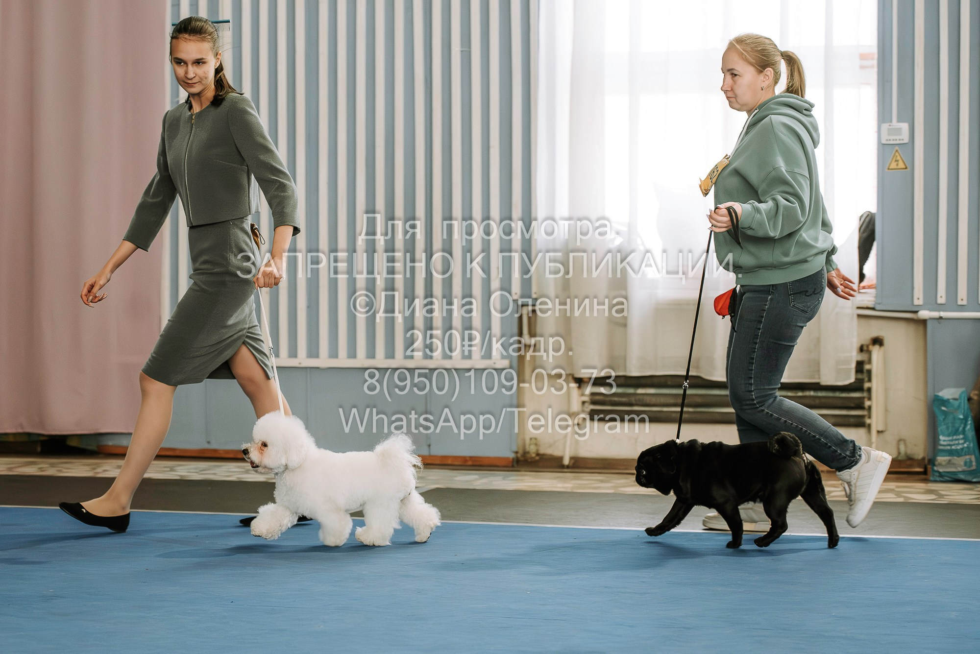 Выставка собак Красноярск 29.10.2023. Фотограф Диана Оленина Красноярск / Братск