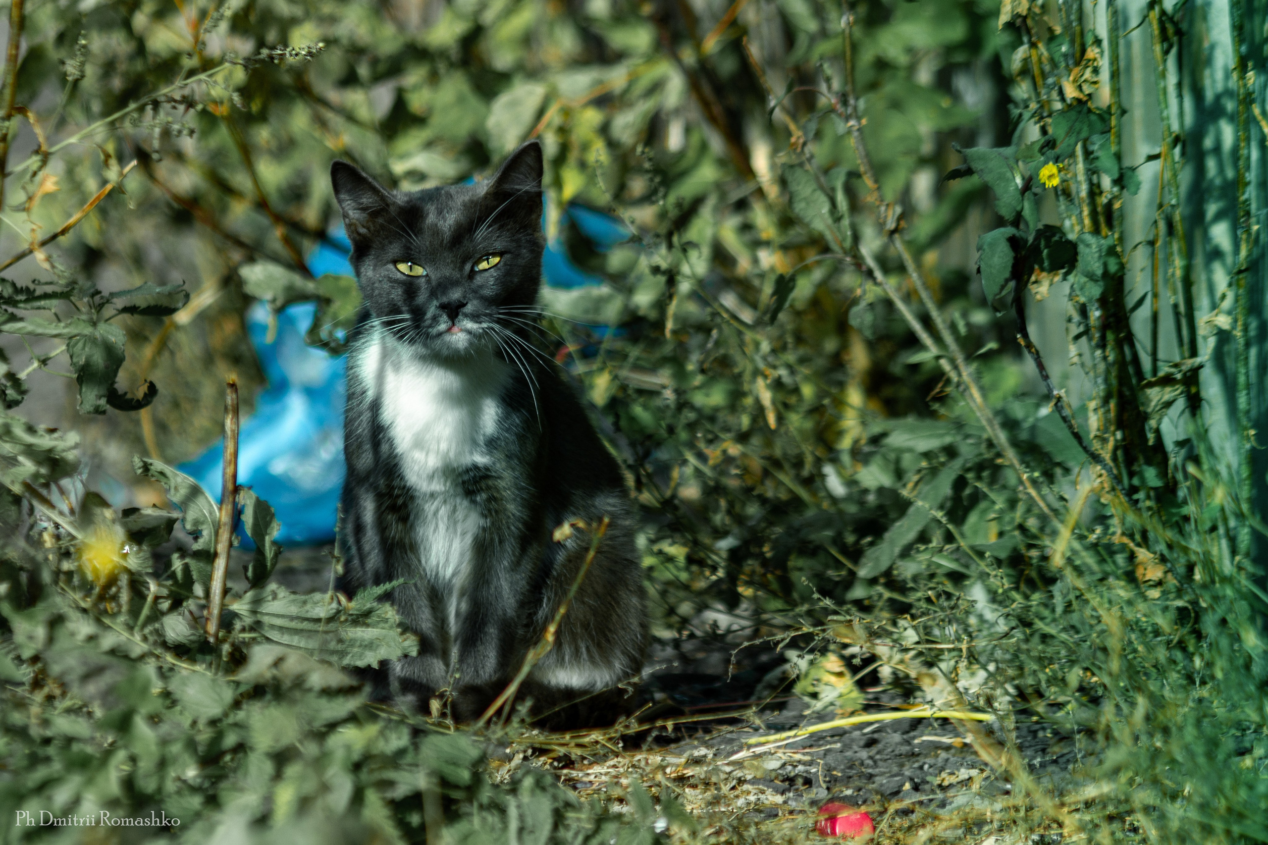 Анималистка. Фотограф Дмитрий Ромашко