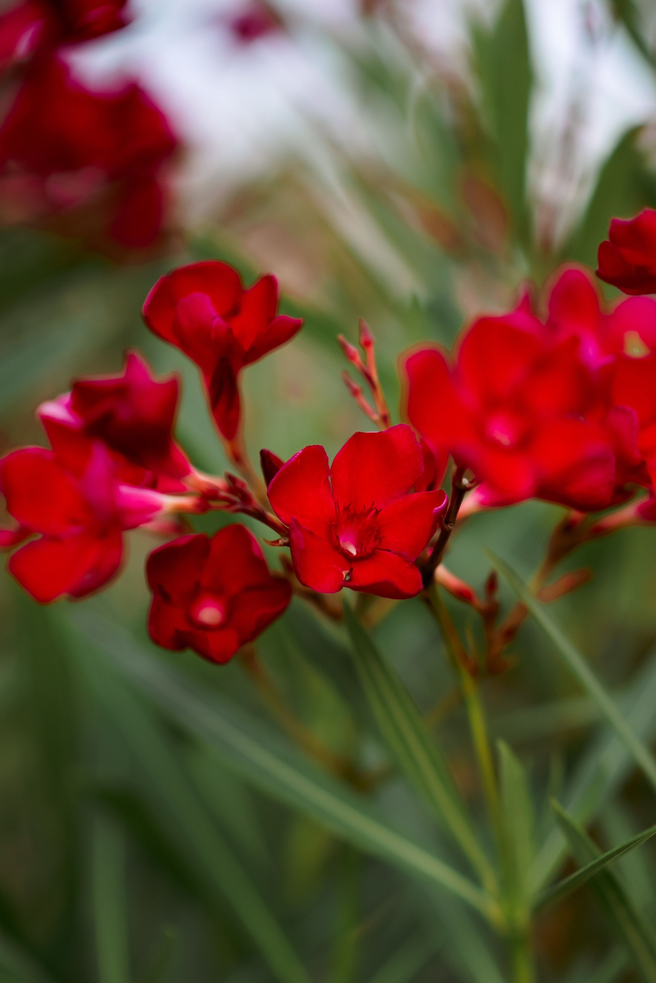 Летняя. Семейный и женский фотограф Лоо Краснодар Сочи Энем Татьяна Трибурт