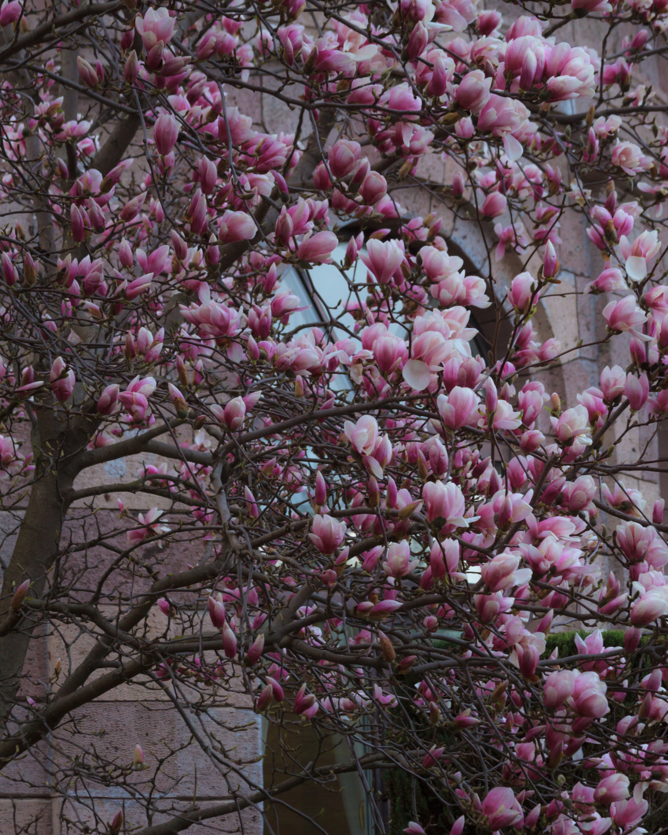 Цветёт магнолия в Ставропольском крае