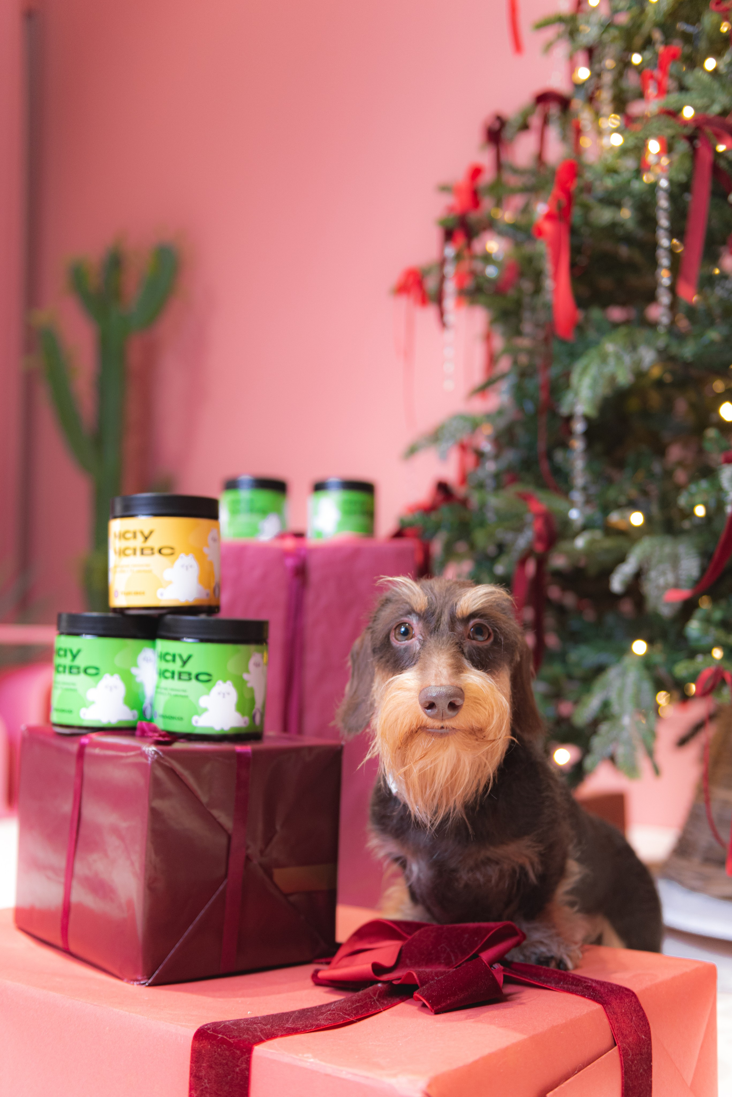 Чау Чавс. Фотограф в Москве Daria Lens