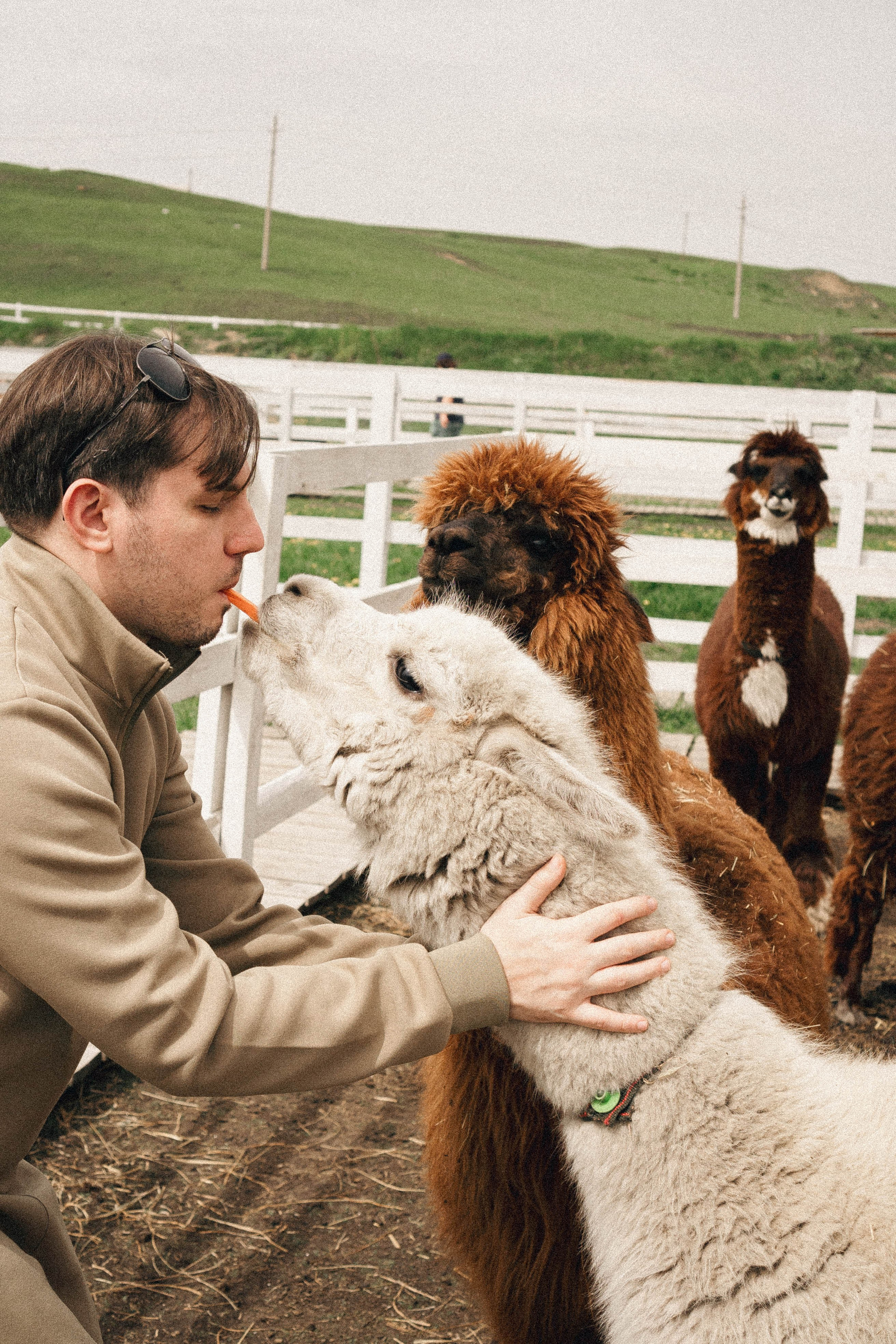 Ферма Альпак. Профессиональный фотограф, Санкт-Петербург — Виктория Богомолова