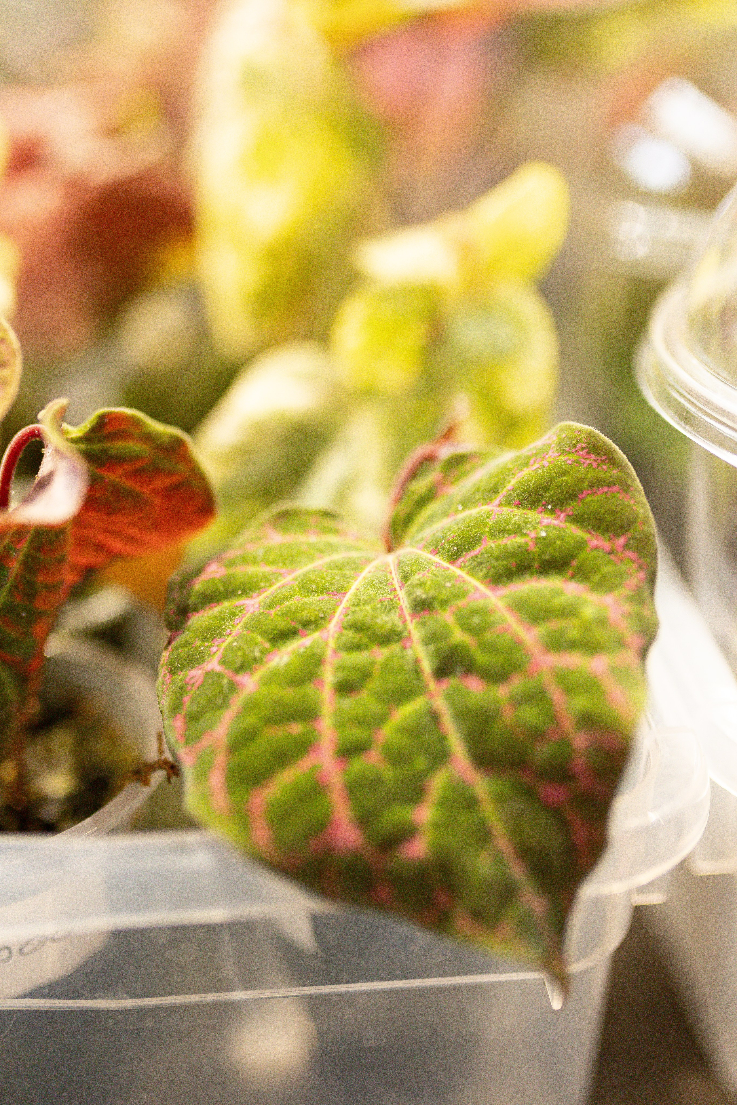 Ярмарка Green Rare 20.09.25. Александра Куликова фотограф, Москва