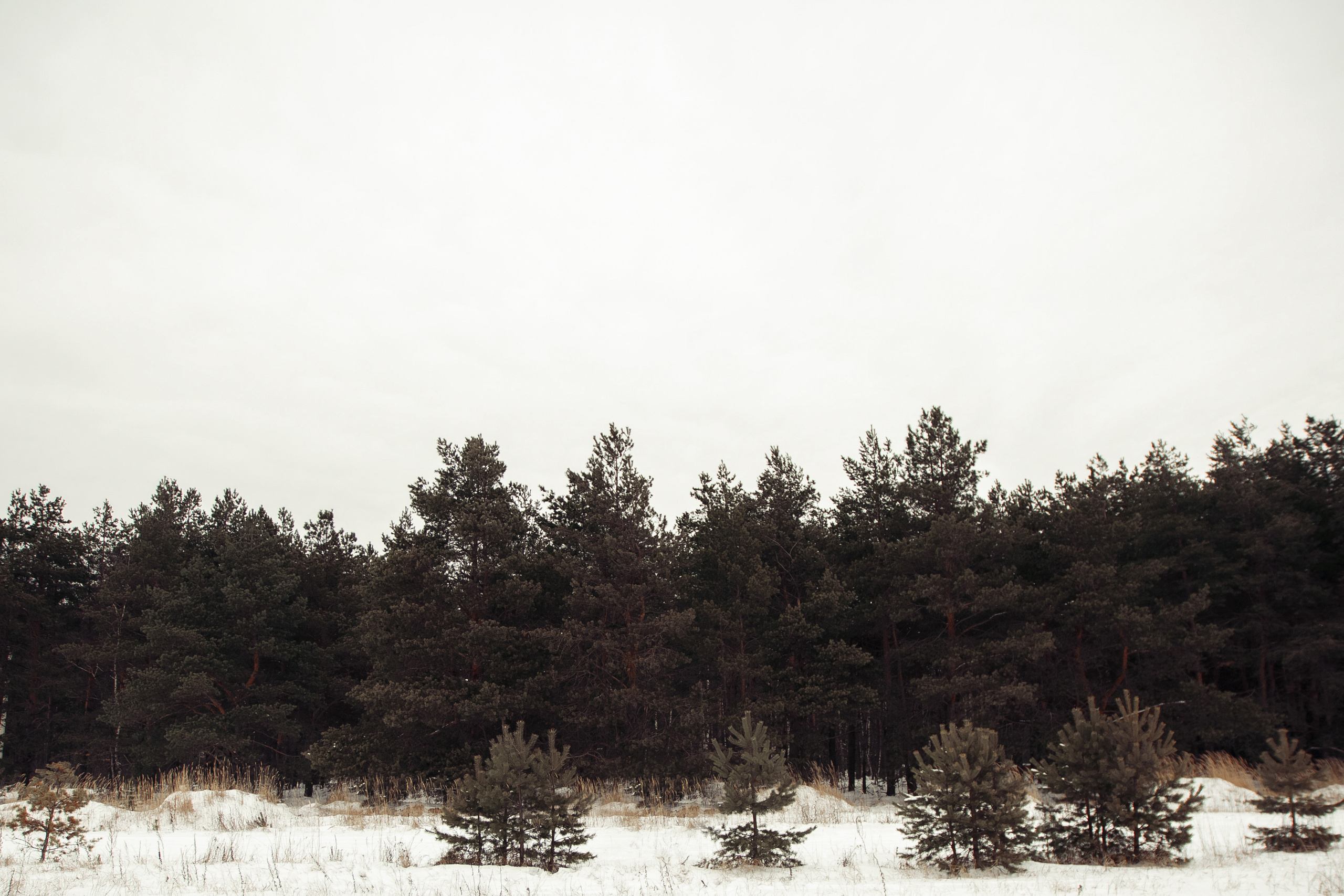 Зимним днем. Свадебный фотограф Москва и МО
