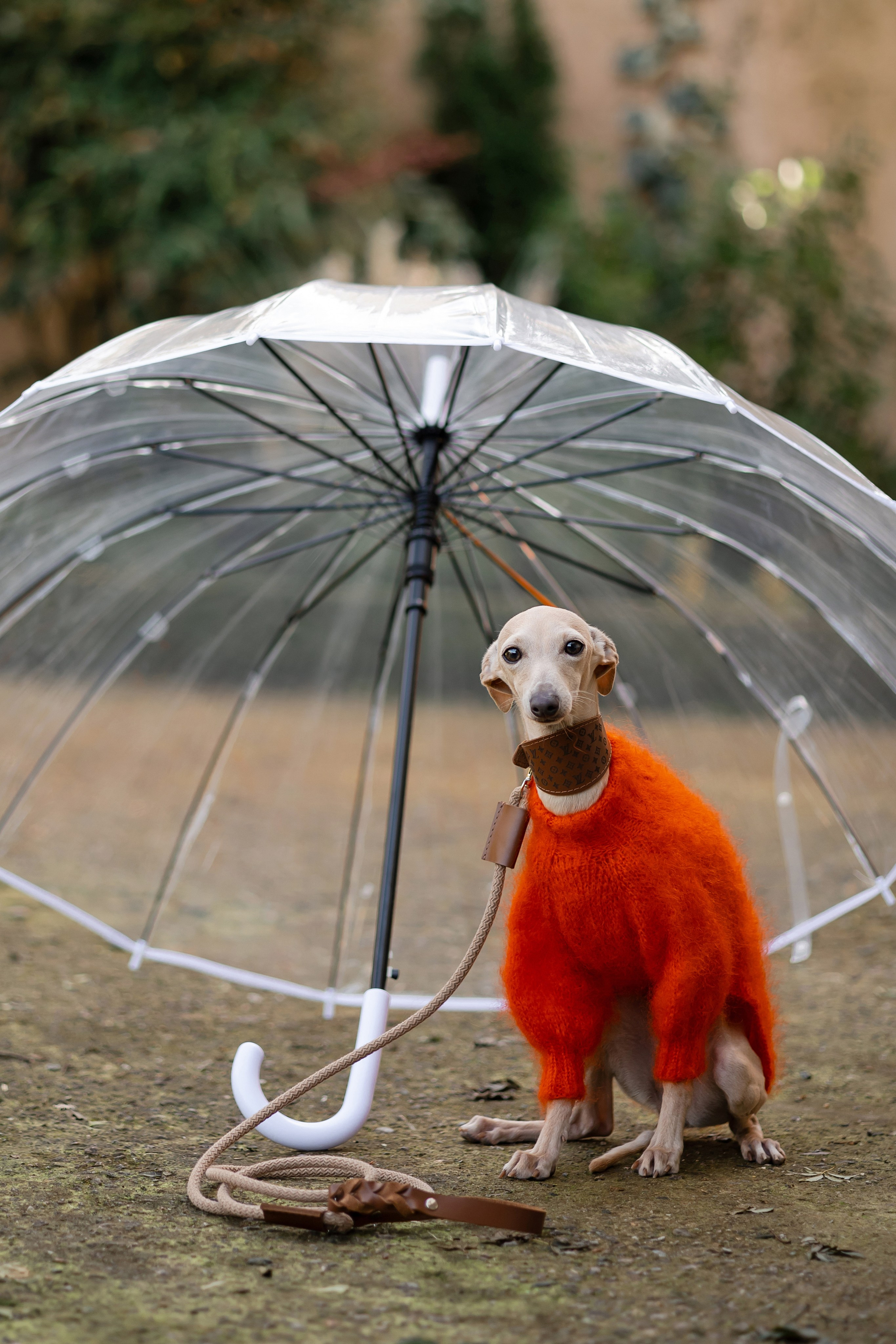 Asti Sapphire Adriana. Профессиональный питомник левреток РКФ/FCI ASTI SAPPHIRE 💎 Сочи|Санкт-Петербург