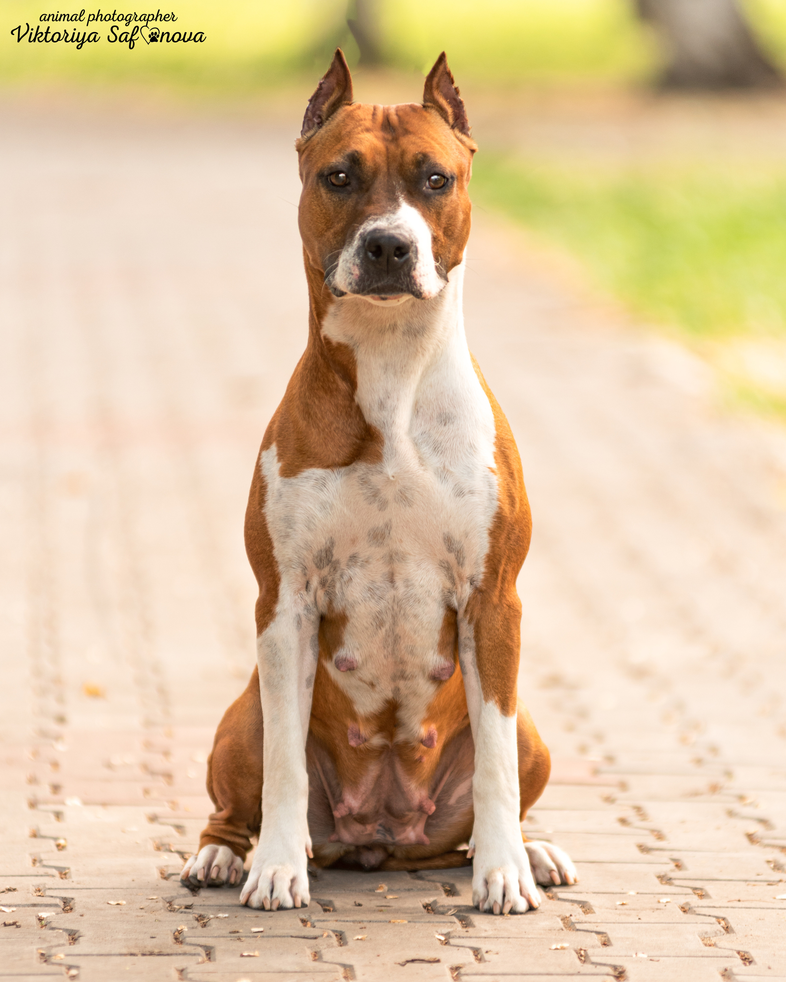 Американский стаффордширский терьер 14.06.2022. Фотограф анималист Благовещенск. Сафонова Виктория