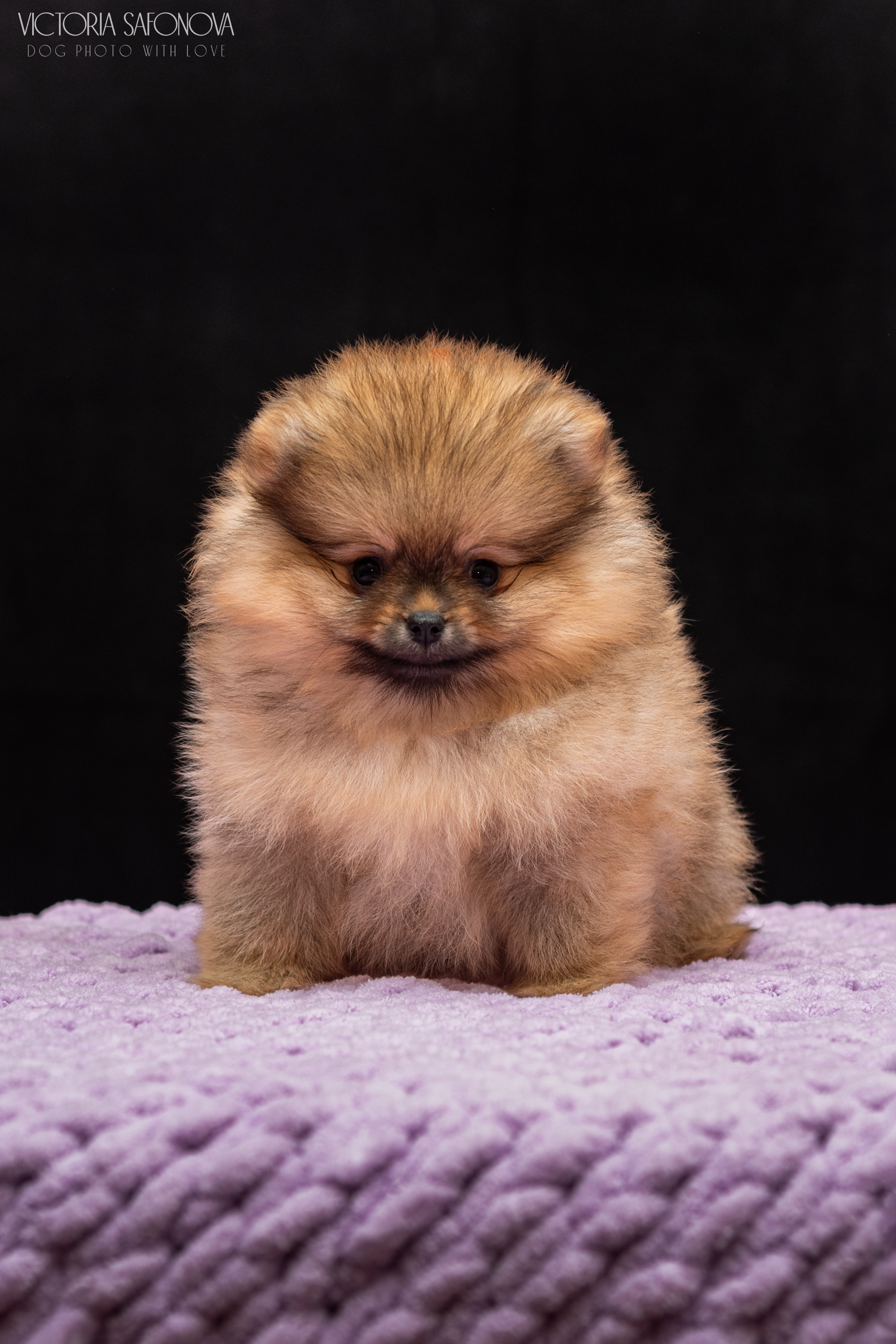Шпицы 10.03.2023. Фотограф анималист Благовещенск. Сафонова Виктория