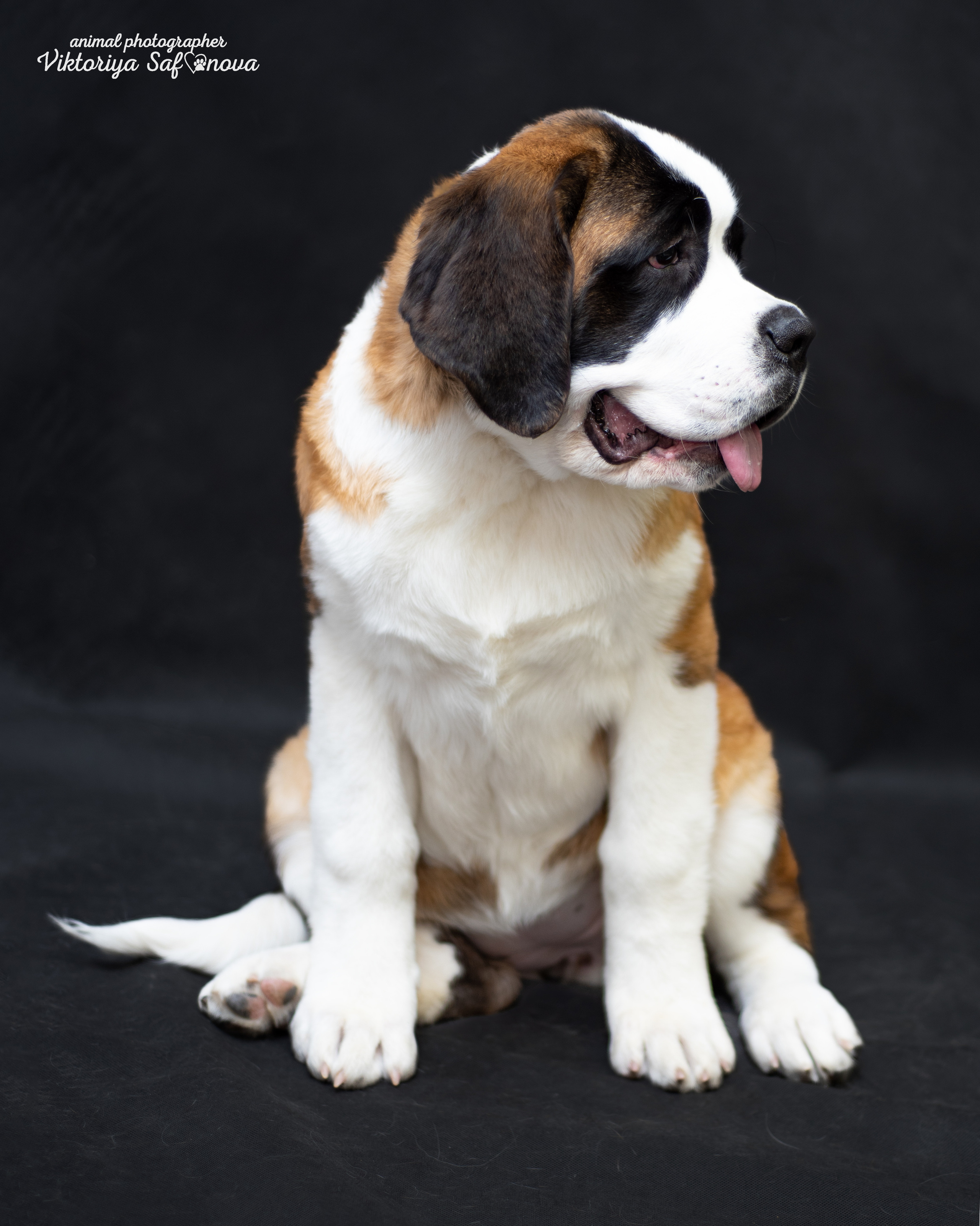 Сенбернары 19.10.2022. Фотограф анималист Благовещенск. Сафонова Виктория