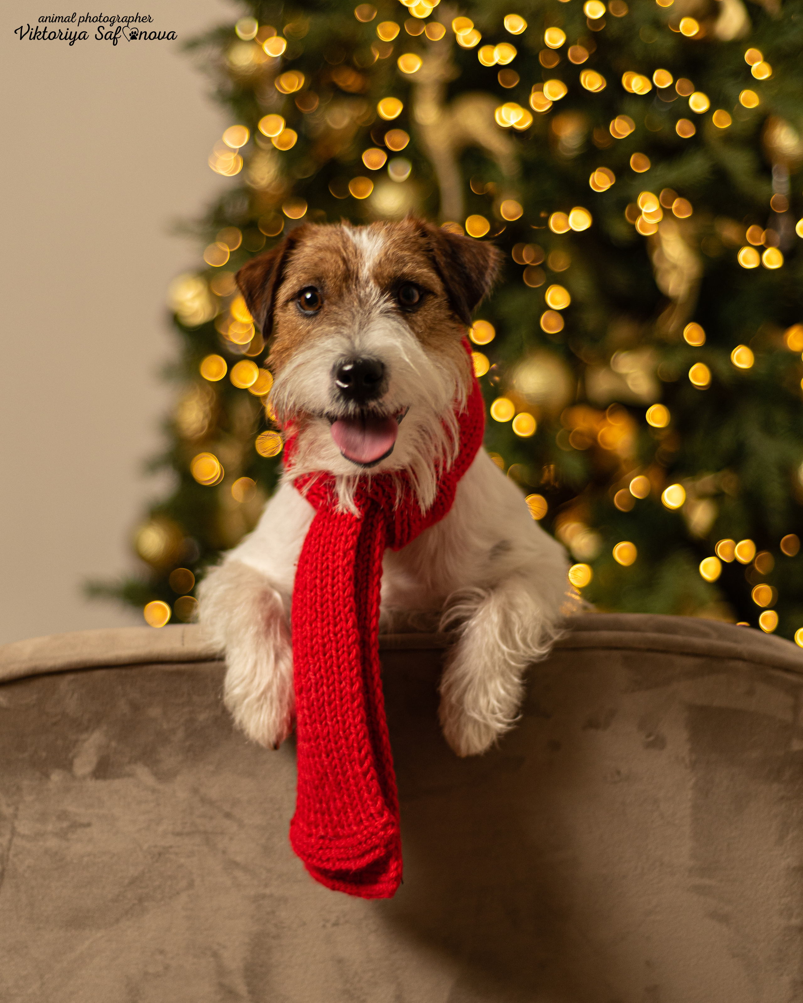 Перчик. Фотограф анималист Благовещенск. Сафонова Виктория