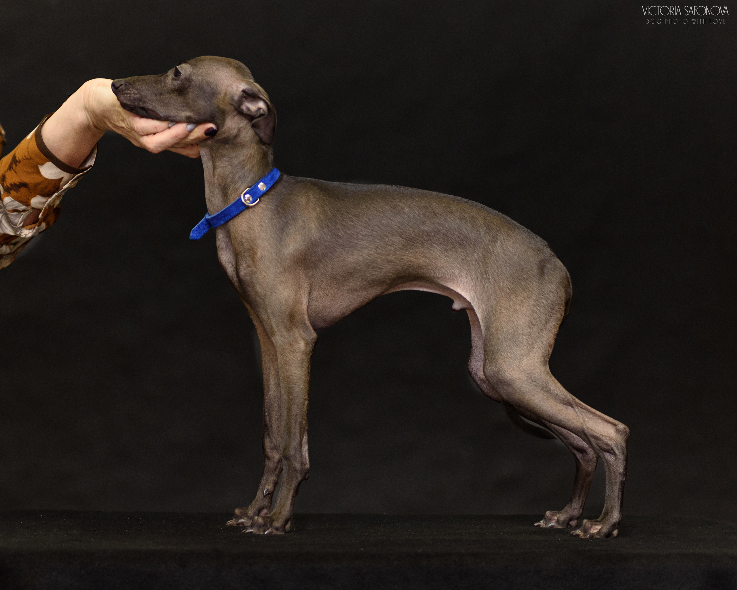 Левретки 20.03.2023. Фотограф анималист Благовещенск. Сафонова Виктория