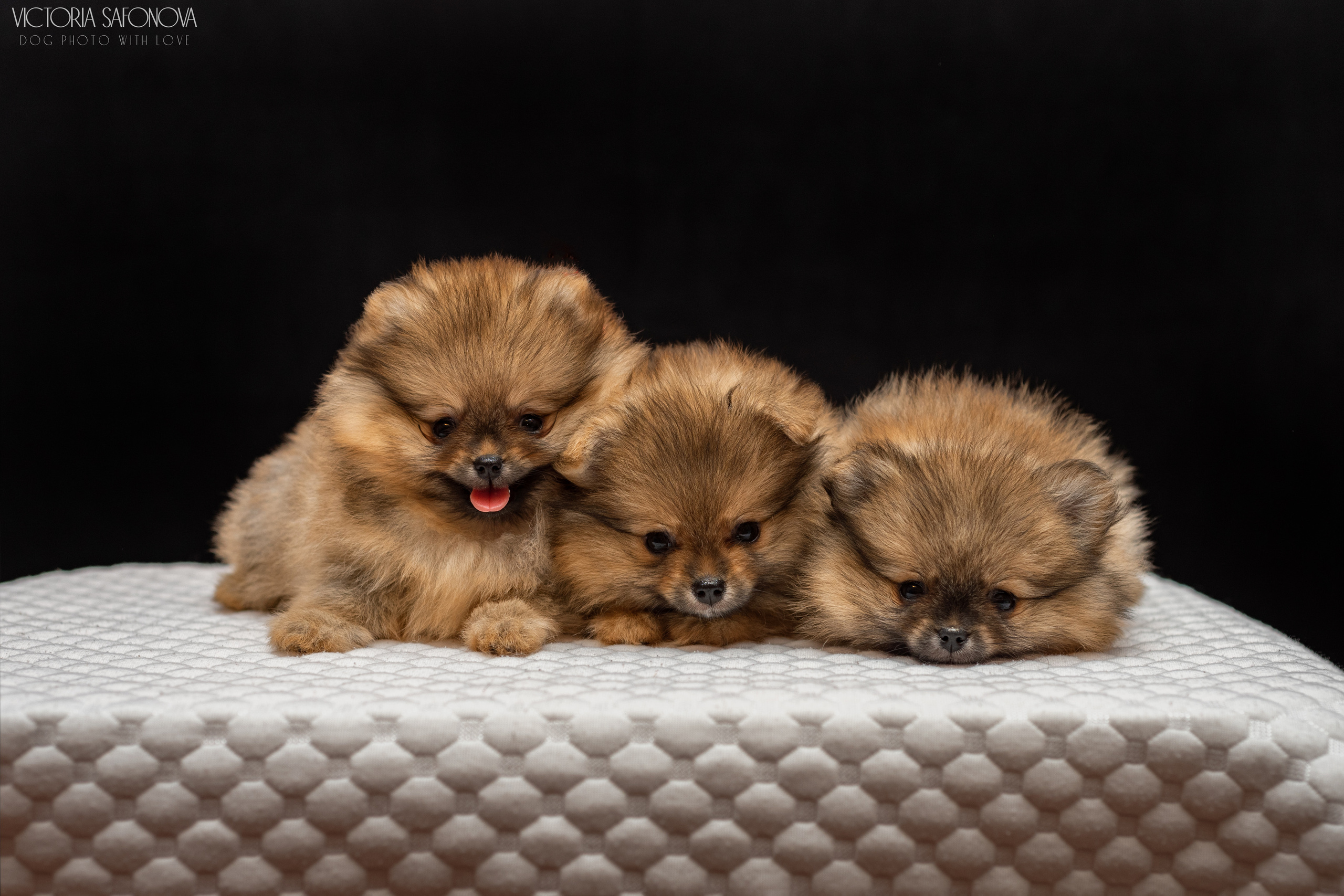 Шпицы 10.03.2023. Фотограф анималист Благовещенск. Сафонова Виктория