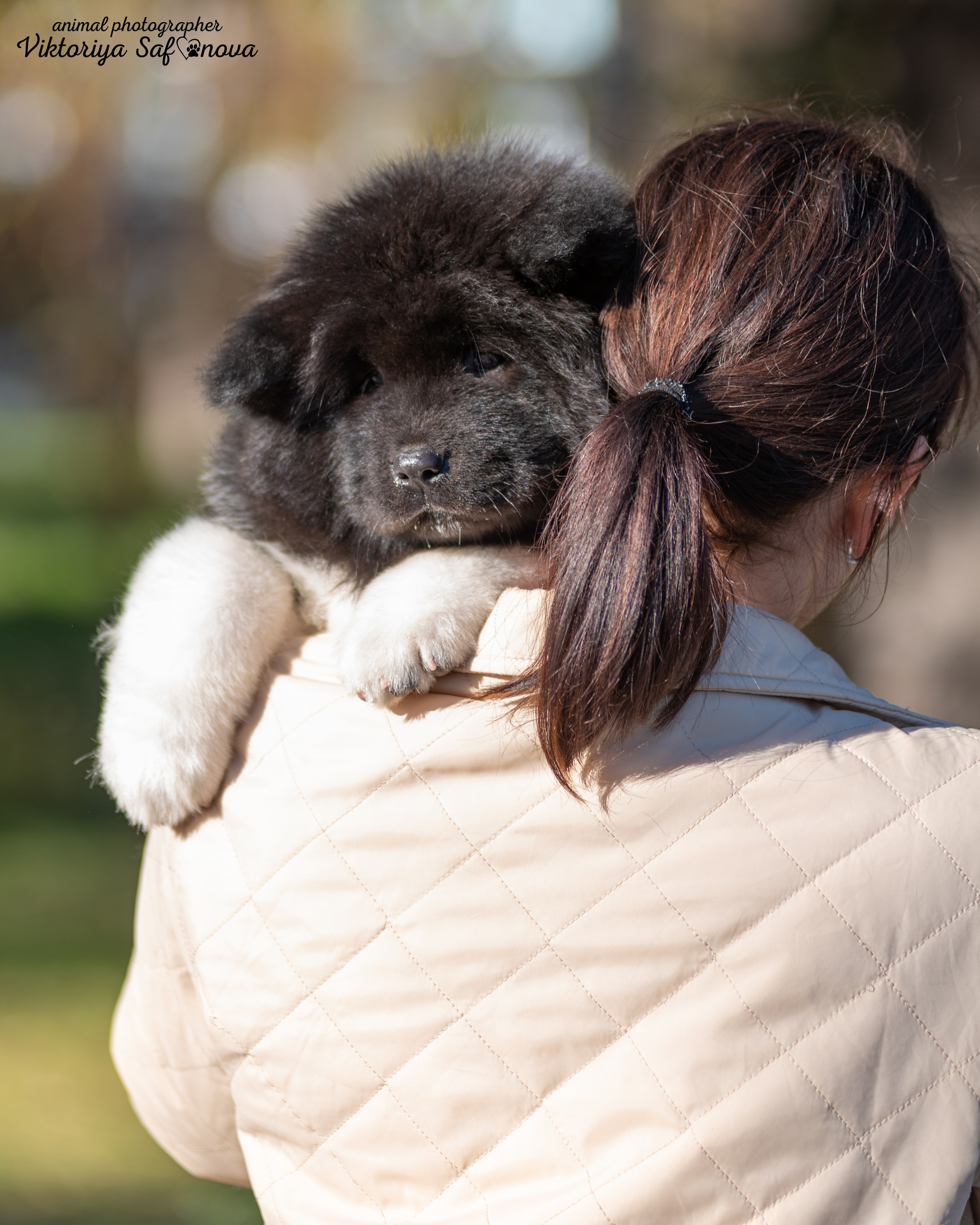 Американские акиты 10.10.2022. Фотограф анималист Благовещенск. Сафонова Виктория
