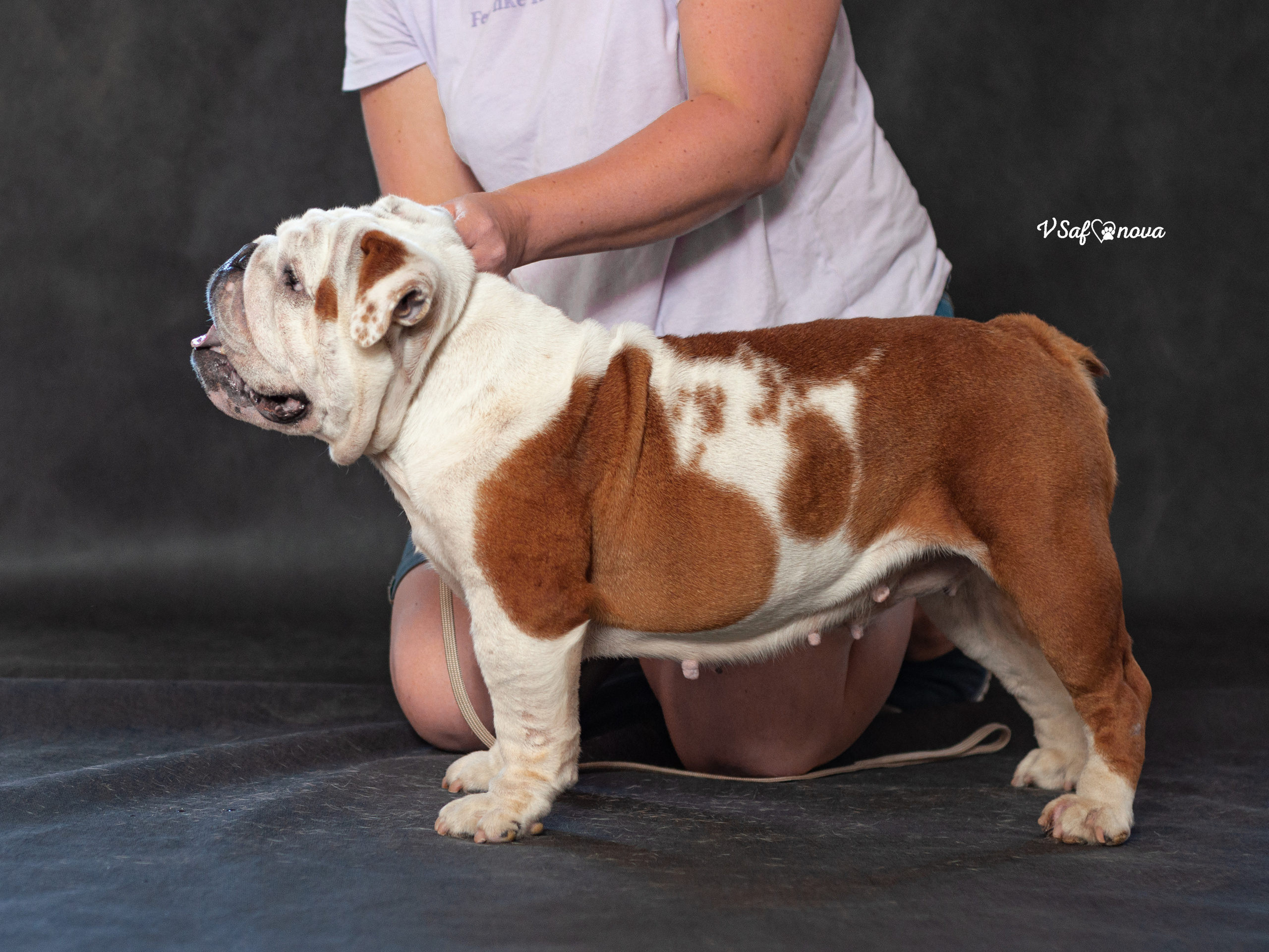 Бульдог 06.07.2021. Фотограф анималист Благовещенск. Сафонова Виктория