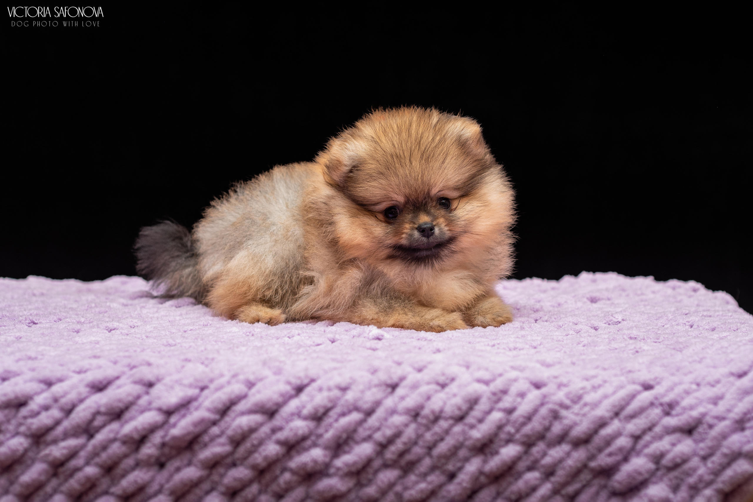 Шпицы 10.03.2023. Фотограф анималист Благовещенск. Сафонова Виктория