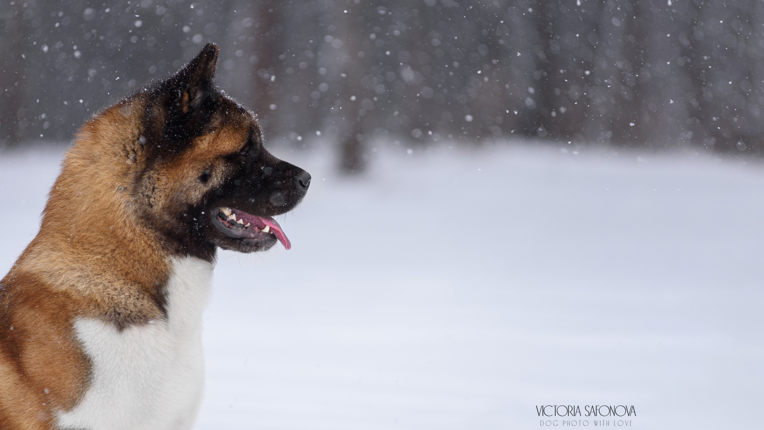 Фотограф анималист Благовещенск. Сафонова Виктория