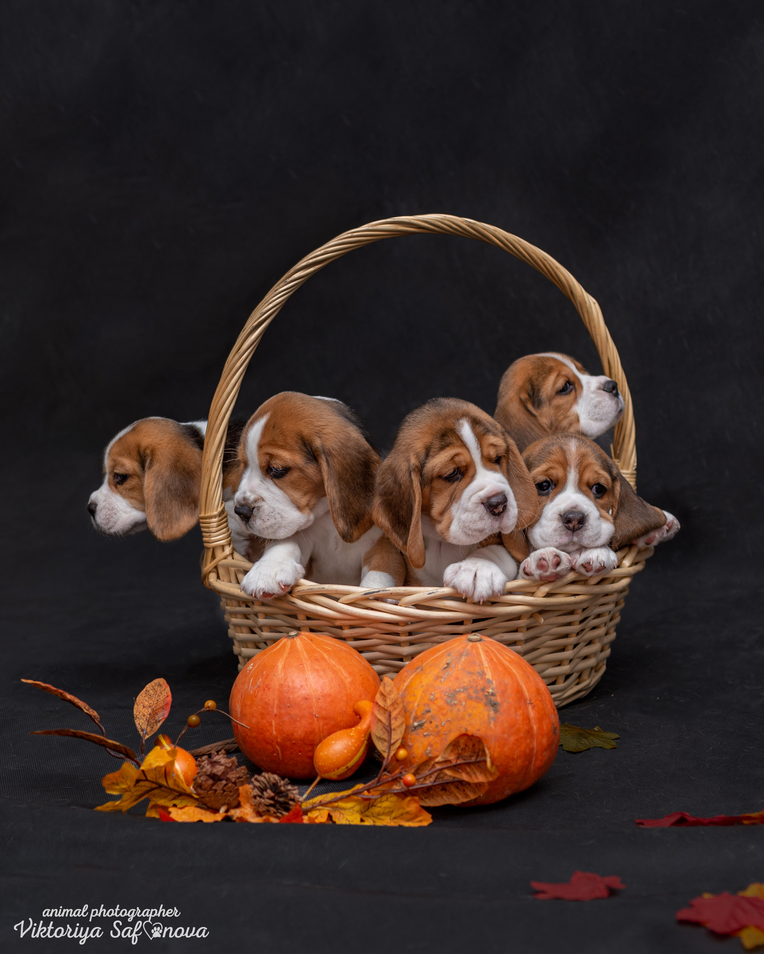 Бигли 25.09.2022. Фотограф анималист Благовещенск. Сафонова Виктория