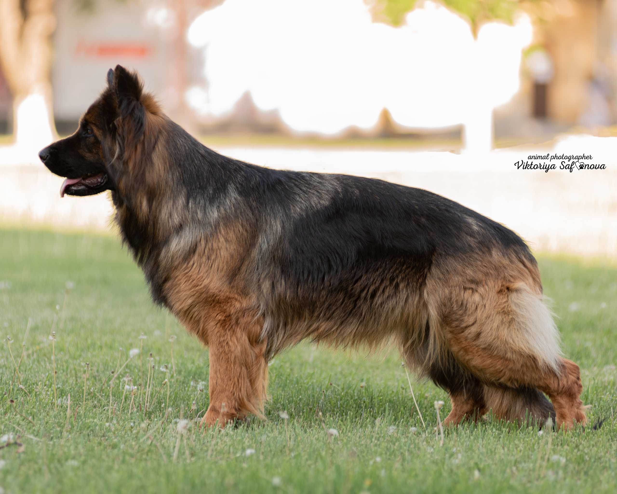 Немецкая овчарка 11.06.2022. Фотограф анималист Благовещенск. Сафонова Виктория