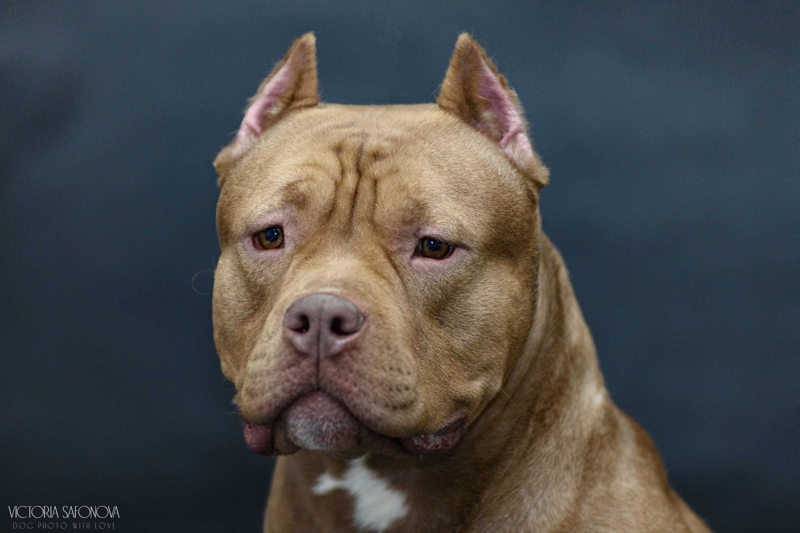 Американские булли 28.02.2023. Фотограф анималист Благовещенск. Сафонова Виктория
