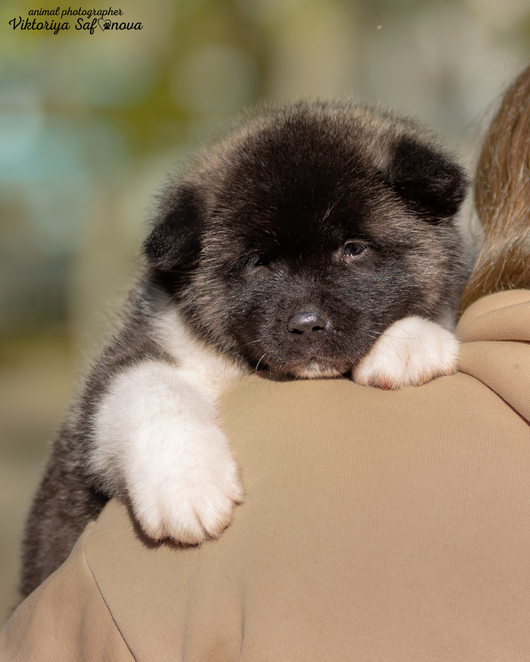 Американские акиты 24.09.2022. Фотограф анималист Благовещенск. Сафонова Виктория