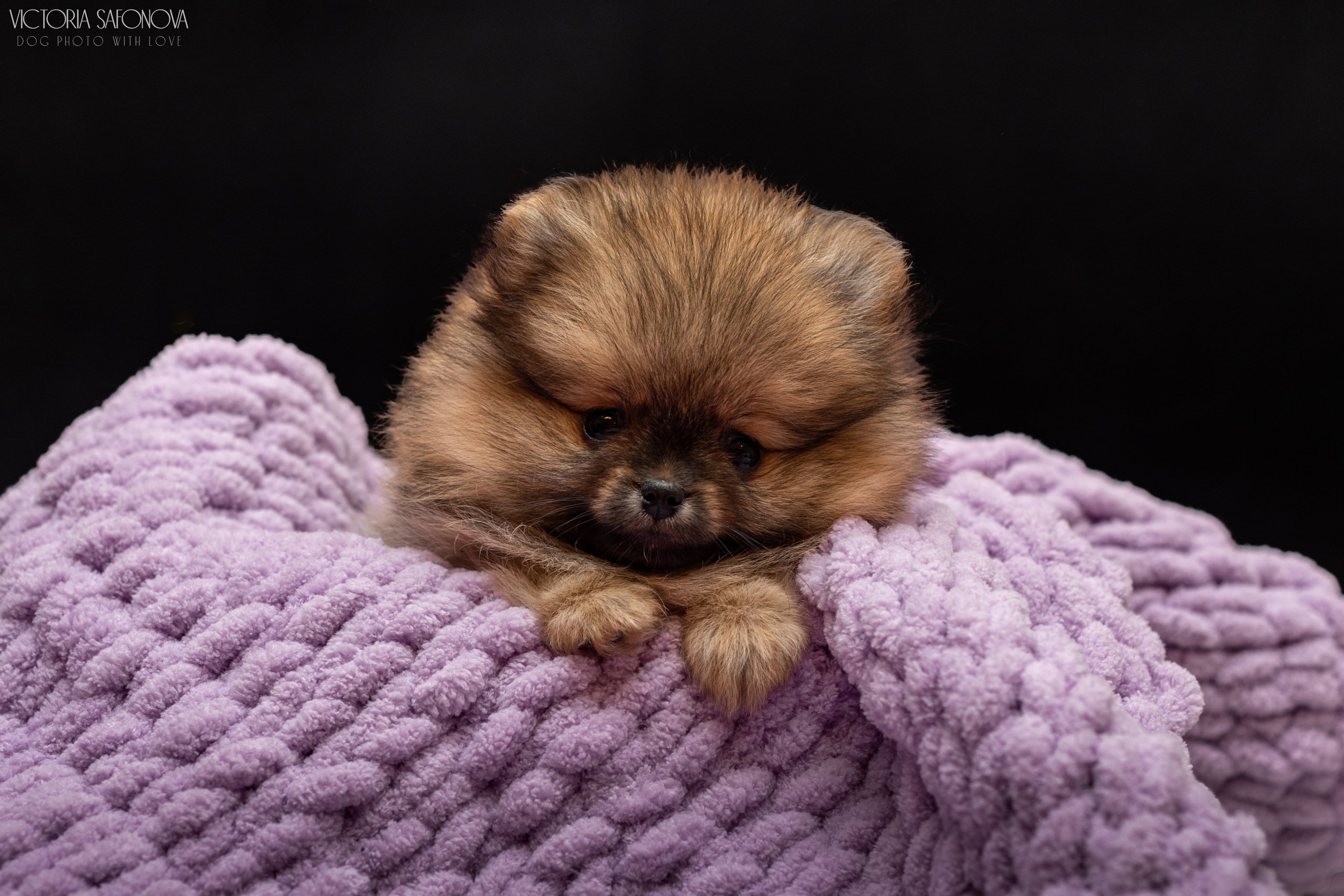 Шпицы 10.03.2023. Фотограф анималист Благовещенск. Сафонова Виктория