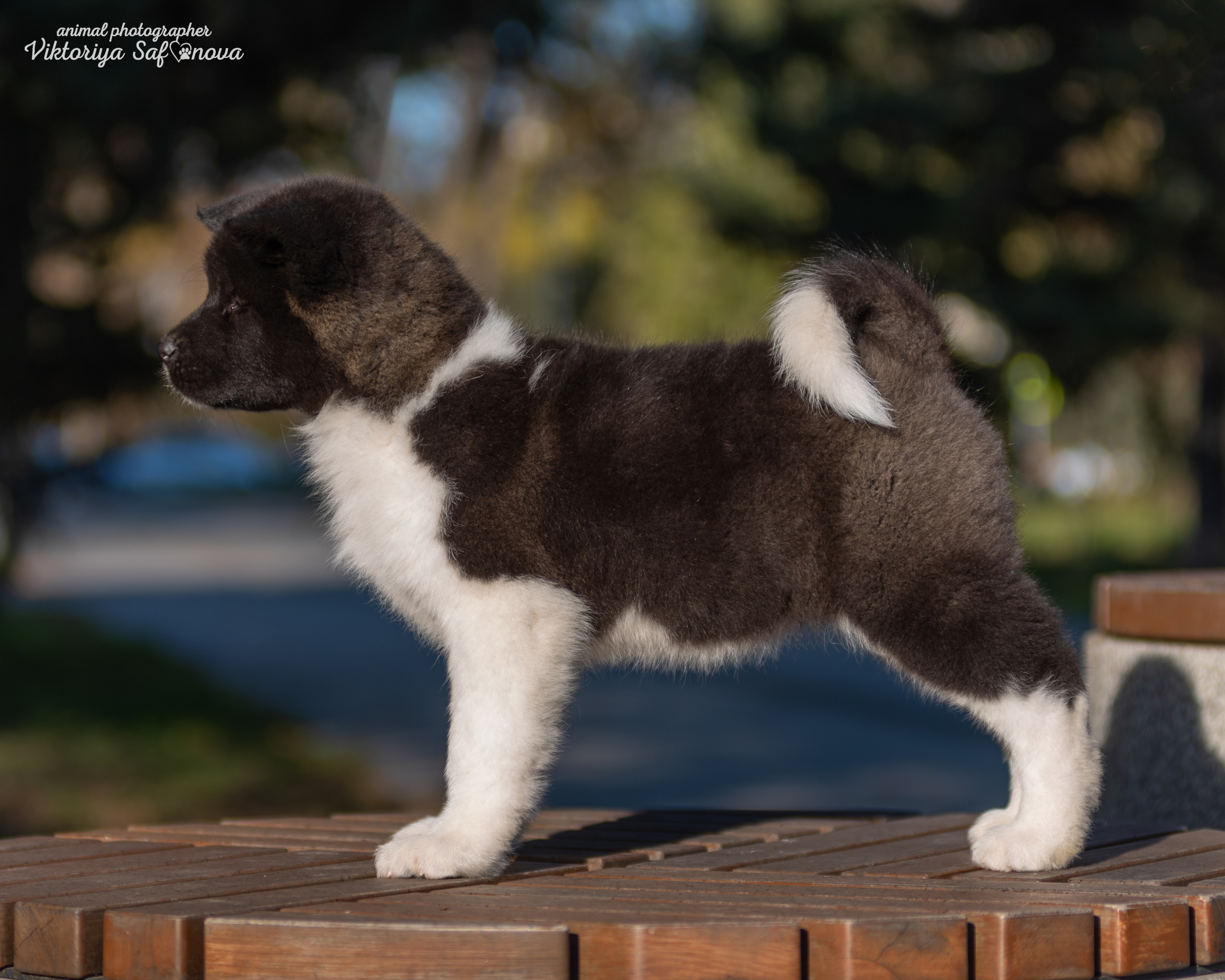 Американские акиты 10.10.2022. Фотограф анималист Благовещенск. Сафонова Виктория