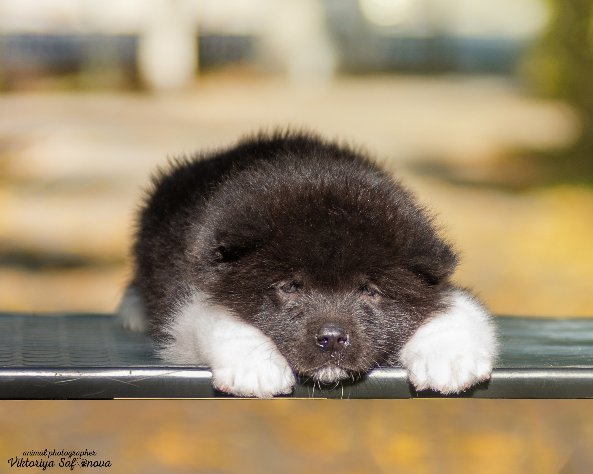Американские акиты 24.09.2022. Фотограф анималист Благовещенск. Сафонова Виктория
