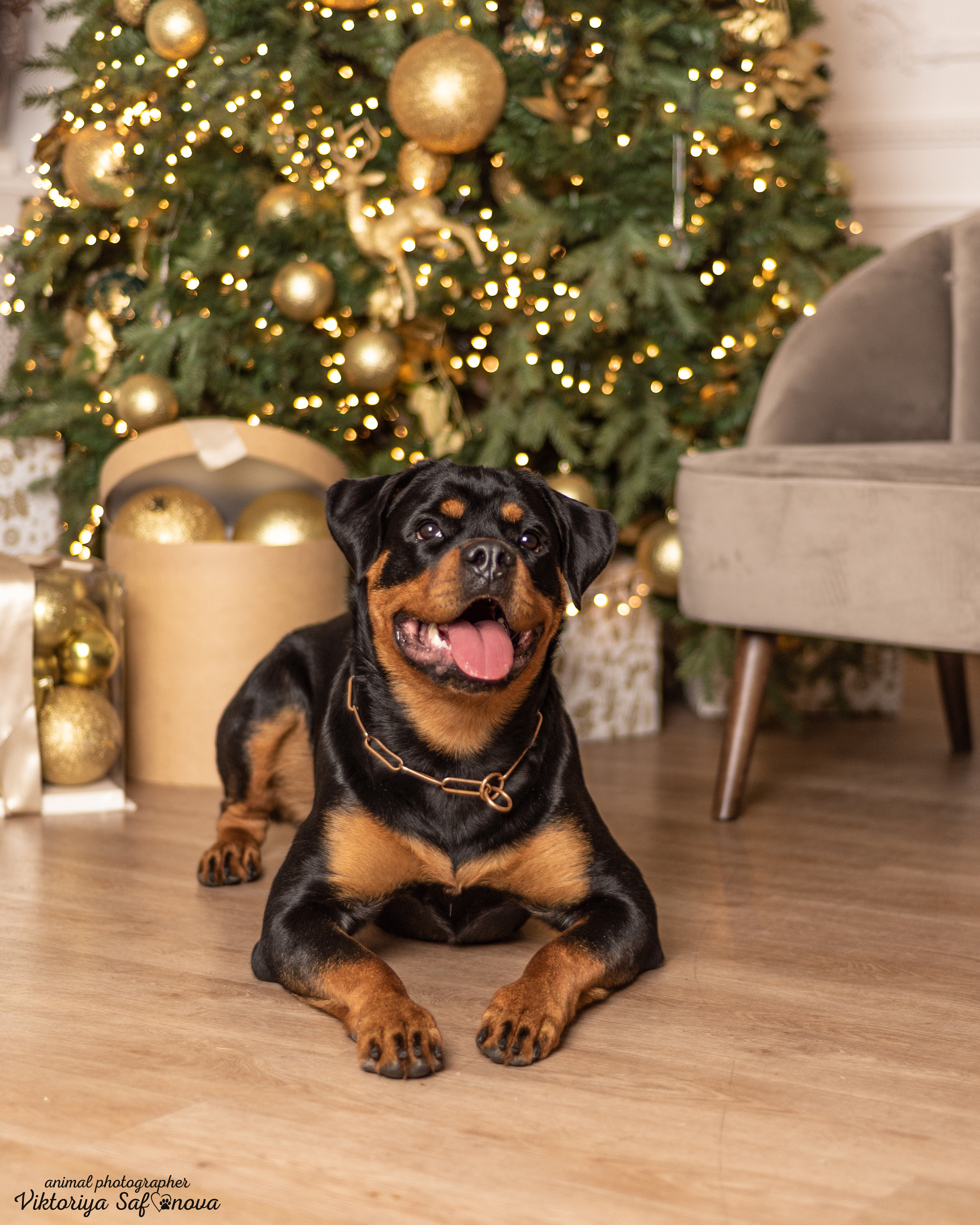 Лера. Фотограф анималист Благовещенск. Сафонова Виктория