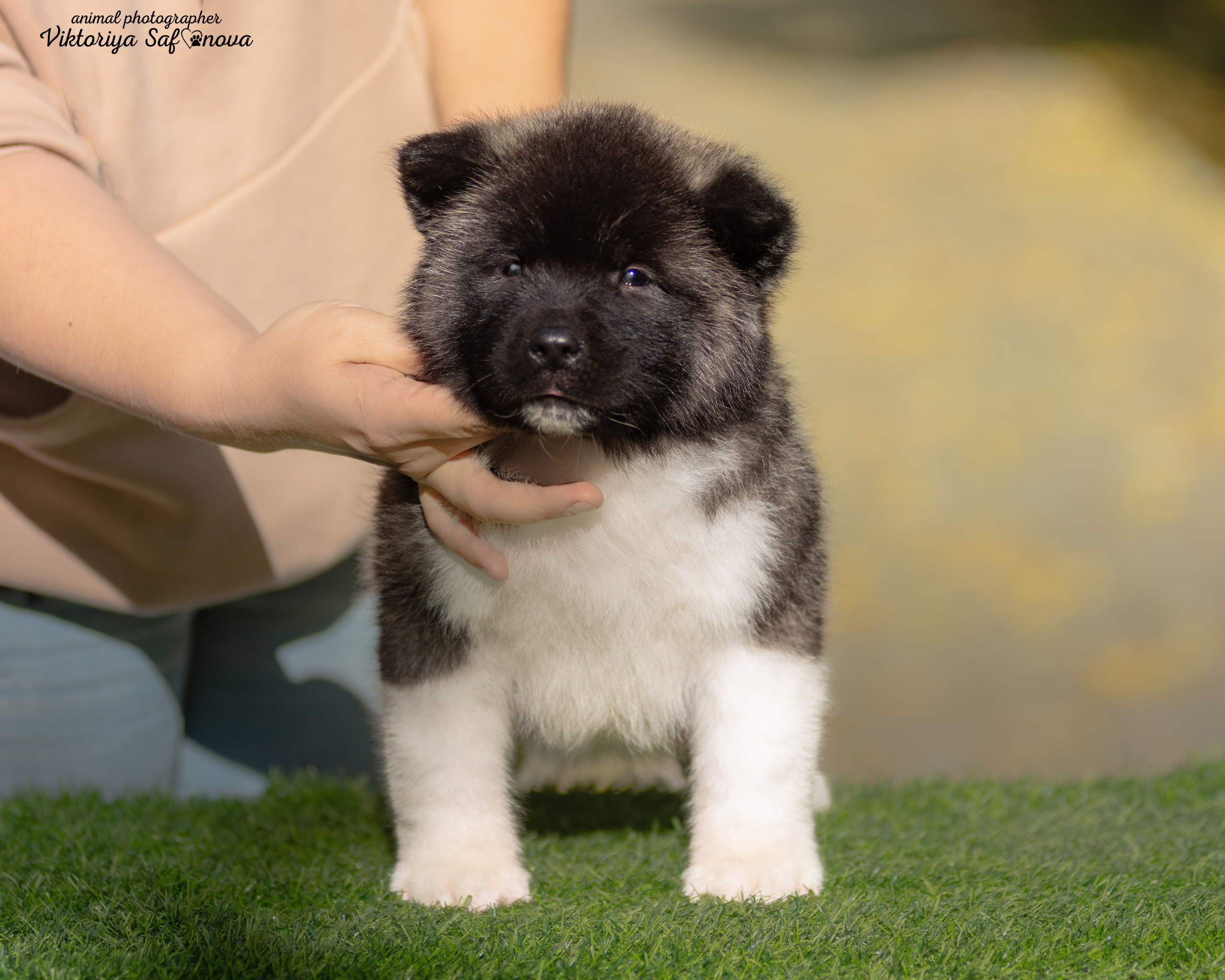 Американские акиты 24.09.2022. Фотограф анималист Благовещенск. Сафонова Виктория