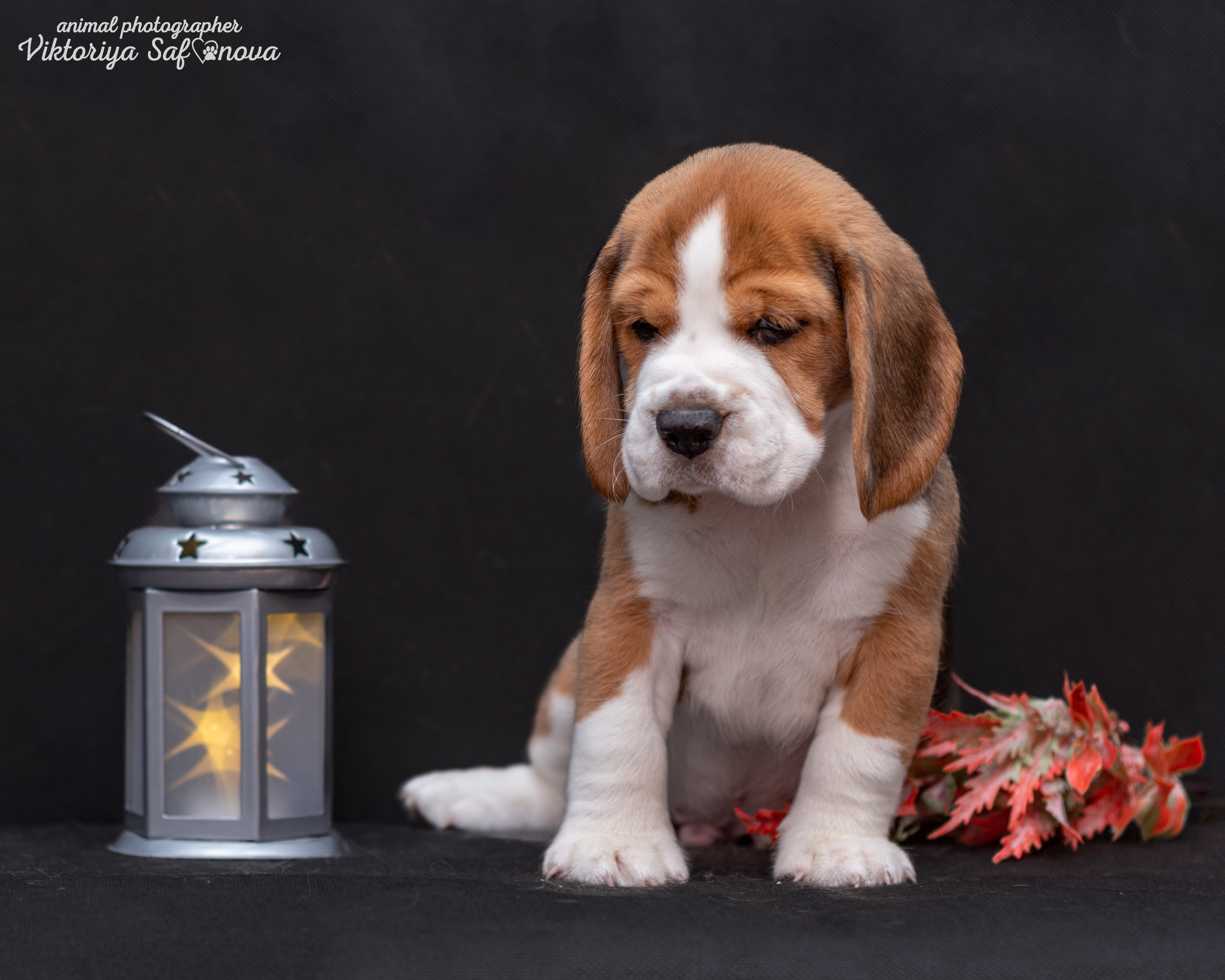 Бигли 25.09.2022. Фотограф анималист Благовещенск. Сафонова Виктория
