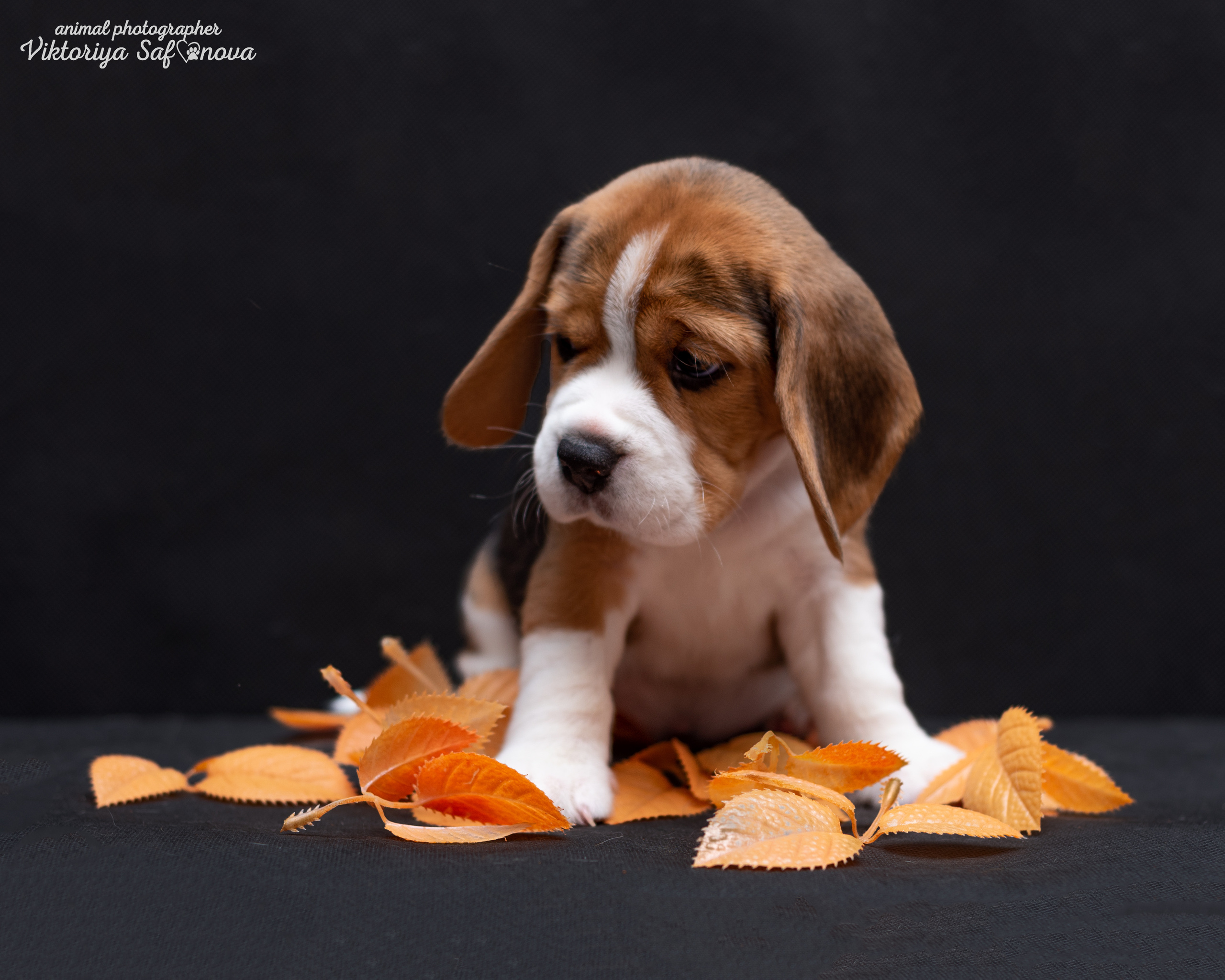 Бигли 25.09.2022. Фотограф анималист Благовещенск. Сафонова Виктория