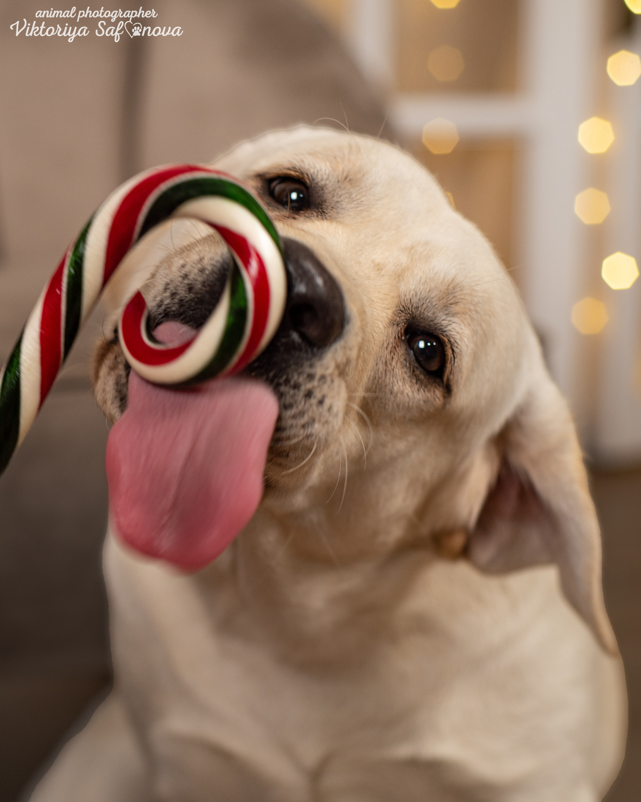 Кристина и Чика. Фотограф анималист Благовещенск. Сафонова Виктория