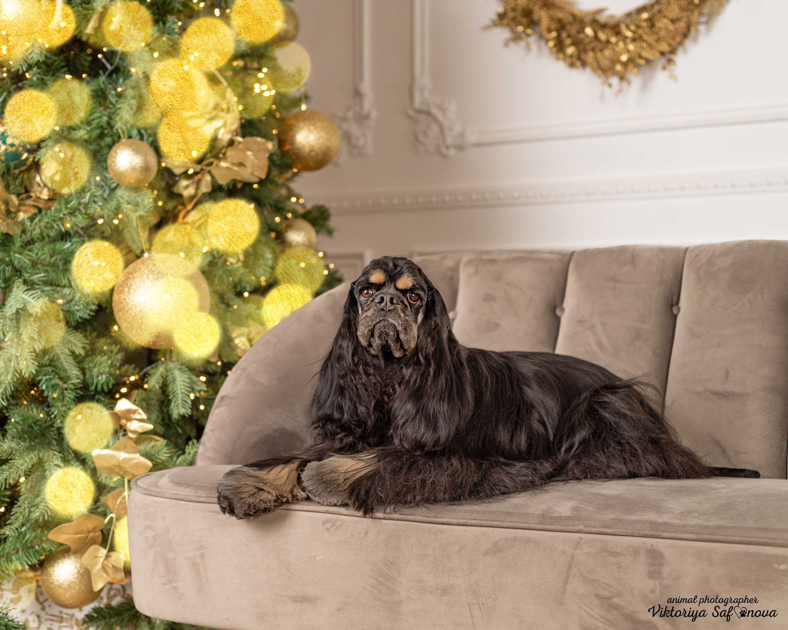 Акуна. Фотограф анималист Благовещенск. Сафонова Виктория