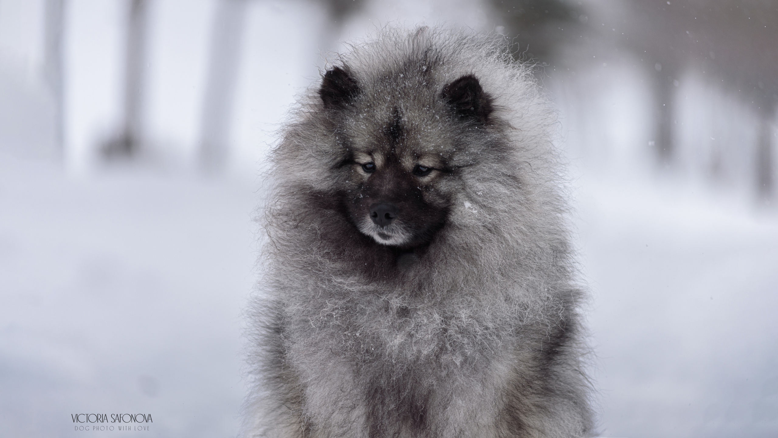 Фотограф анималист Благовещенск. Сафонова Виктория