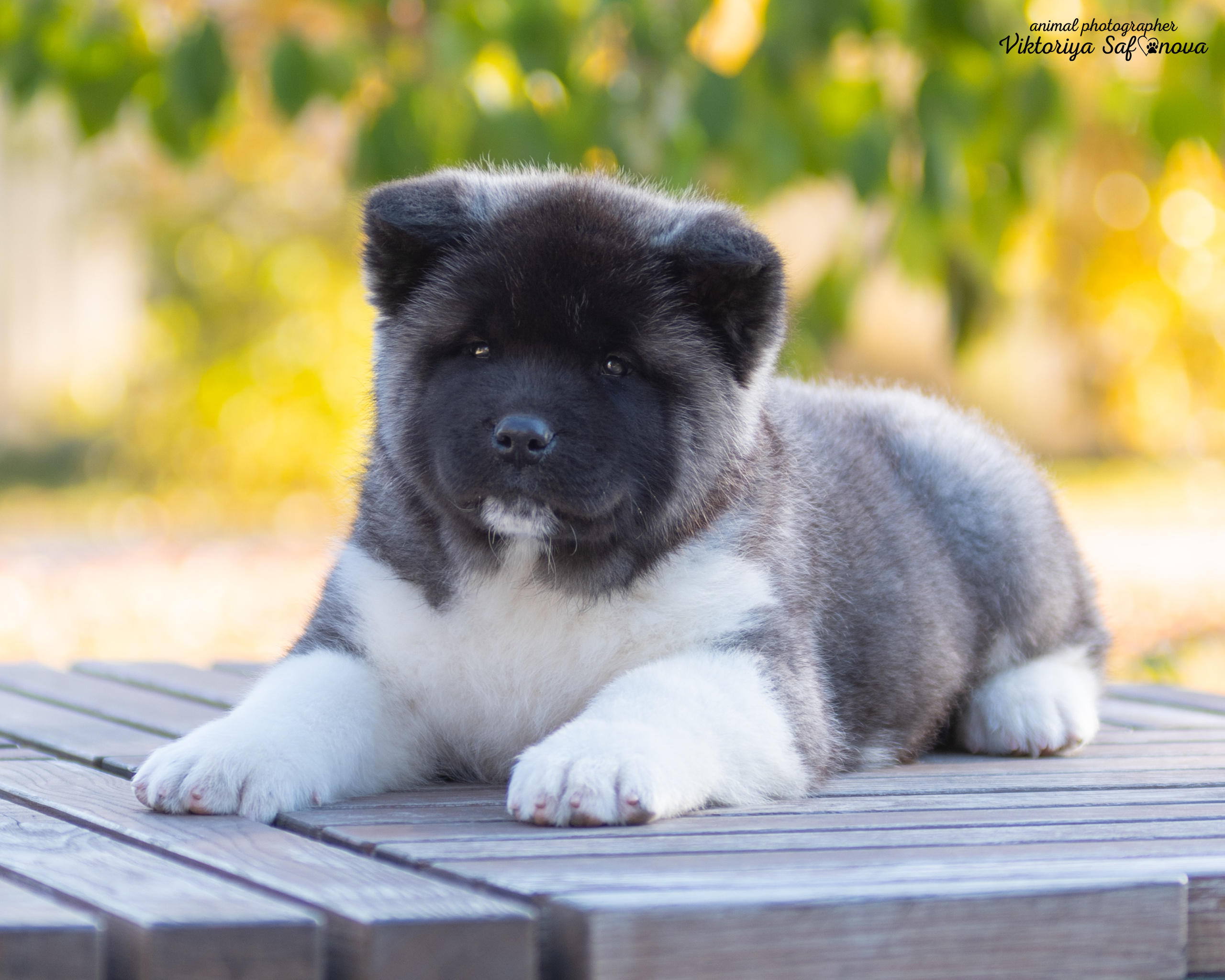 Американские акиты 10.10.2022. Фотограф анималист Благовещенск. Сафонова Виктория