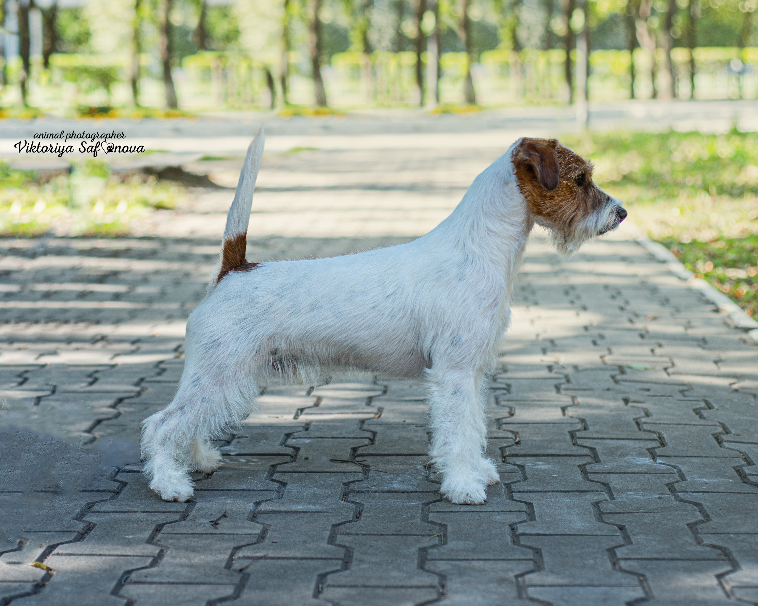 Джек рассел терьер 20.09.2022. Фотограф анималист Благовещенск. Сафонова Виктория