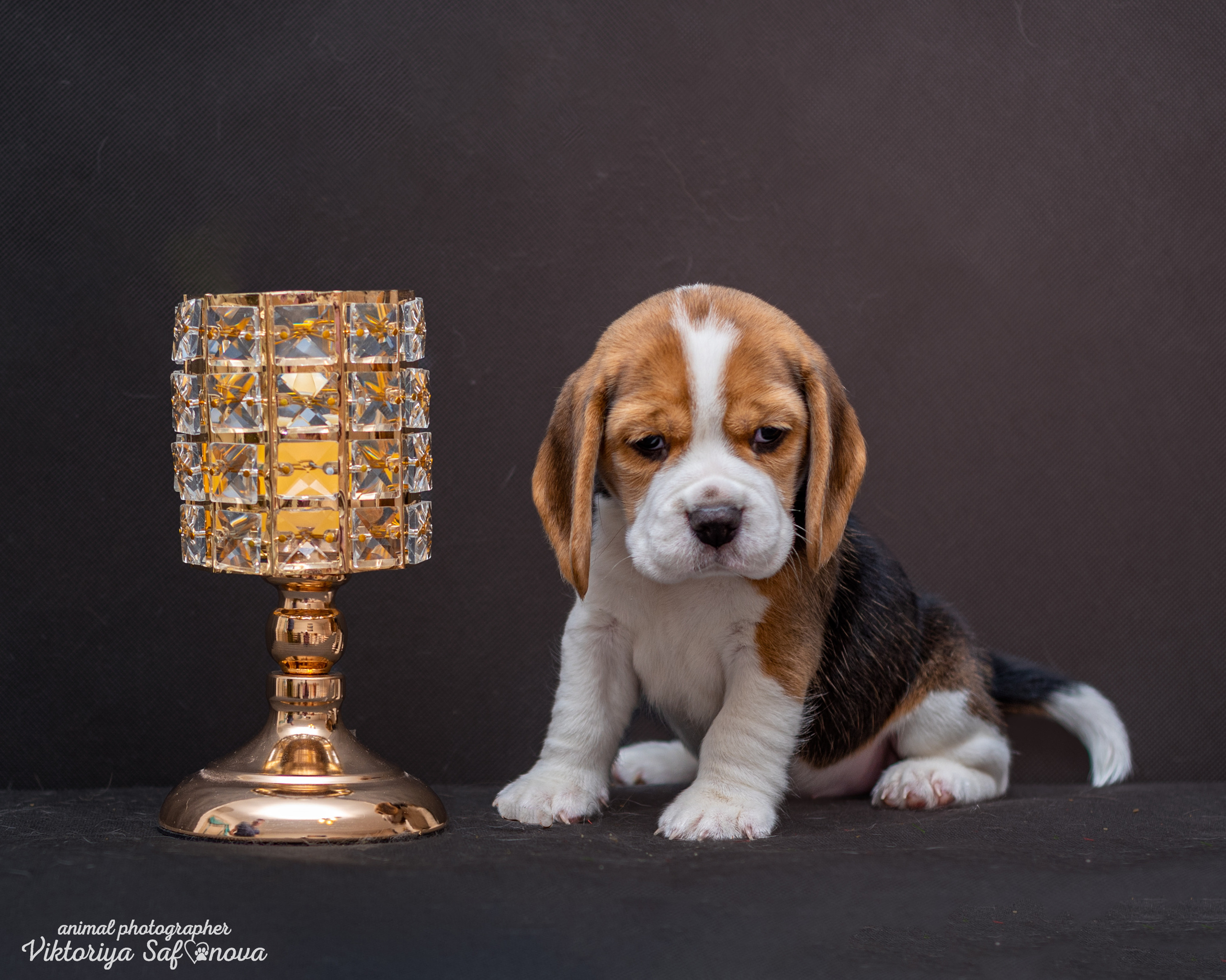 Бигли 25.09.2022. Фотограф анималист Благовещенск. Сафонова Виктория