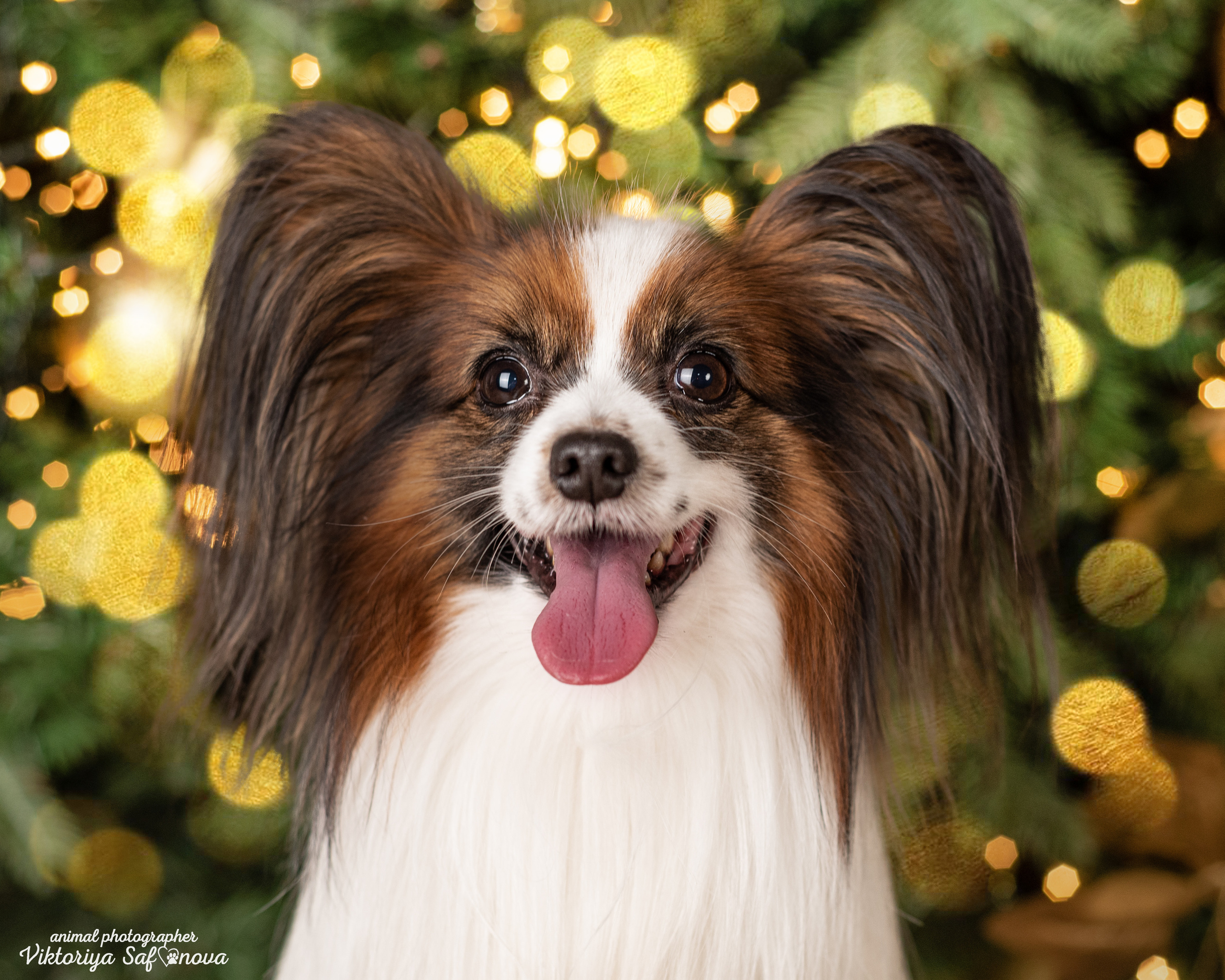 Федя и Шустрый. Фотограф анималист Благовещенск. Сафонова Виктория