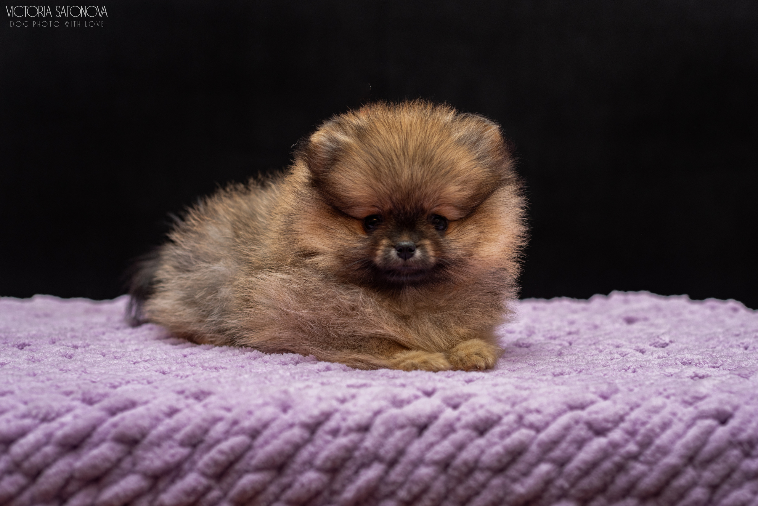 Шпицы 10.03.2023. Фотограф анималист Благовещенск. Сафонова Виктория