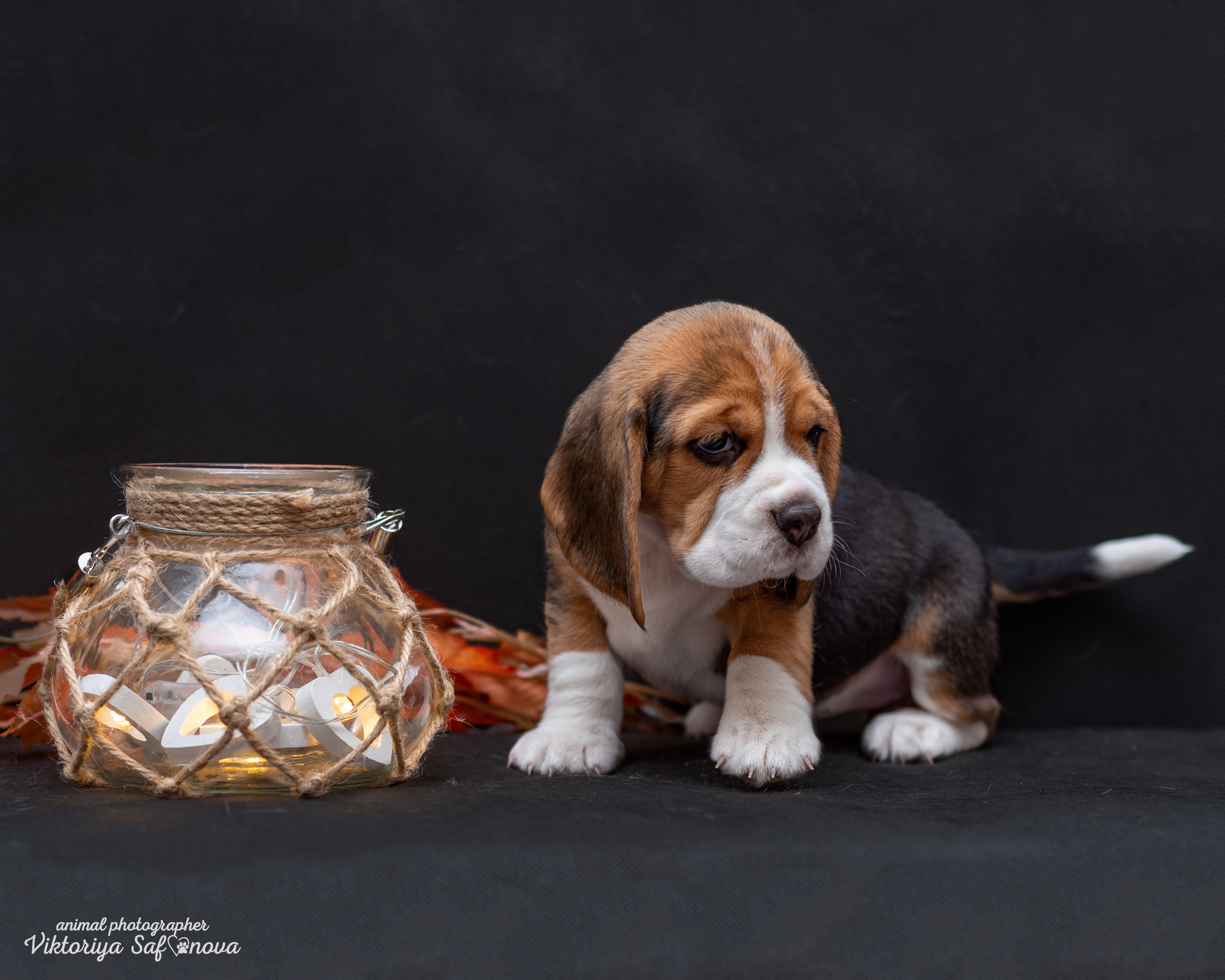 Бигли 25.09.2022. Фотограф анималист Благовещенск. Сафонова Виктория