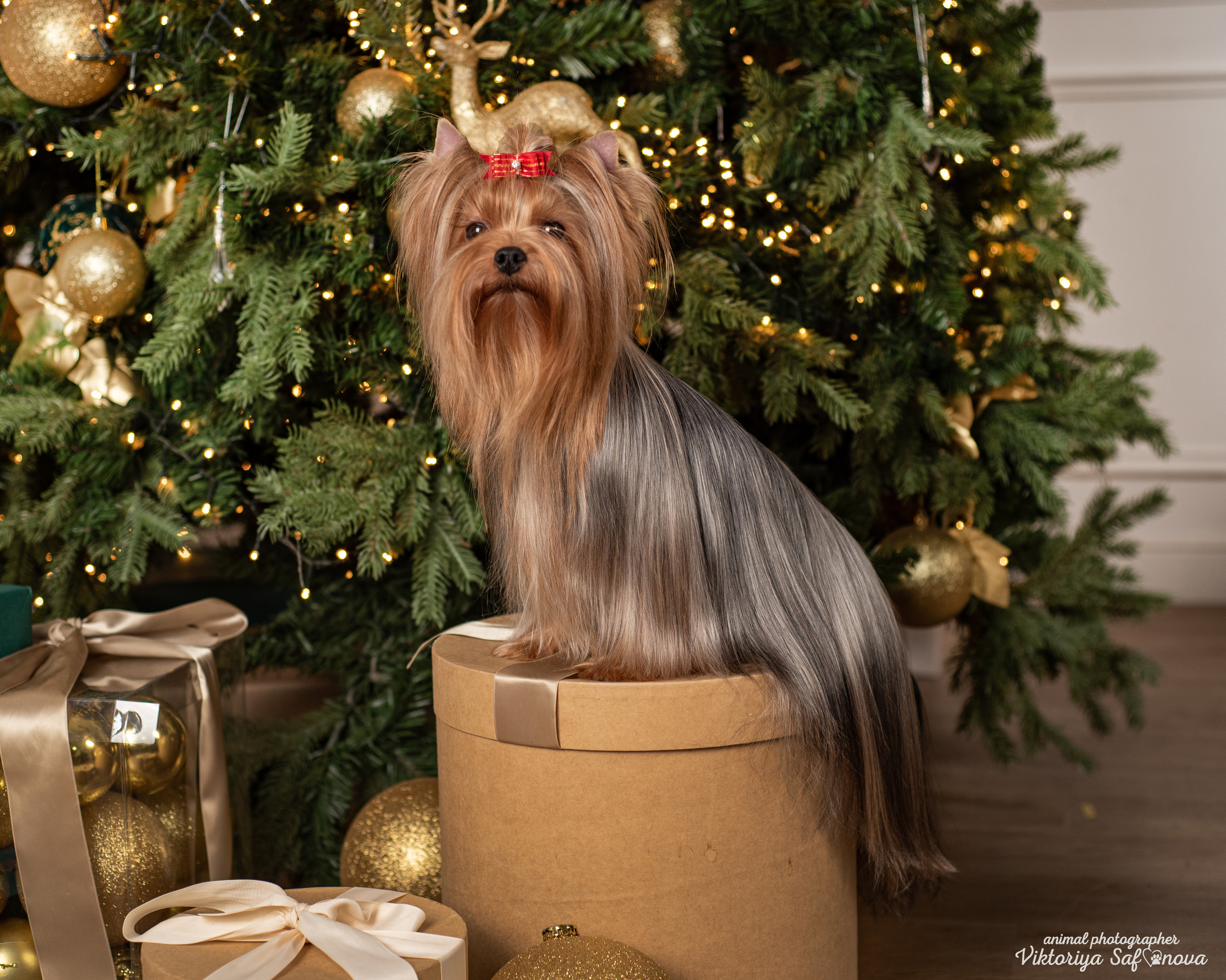 Саша, Пери и Френк. Фотограф анималист Благовещенск. Сафонова Виктория