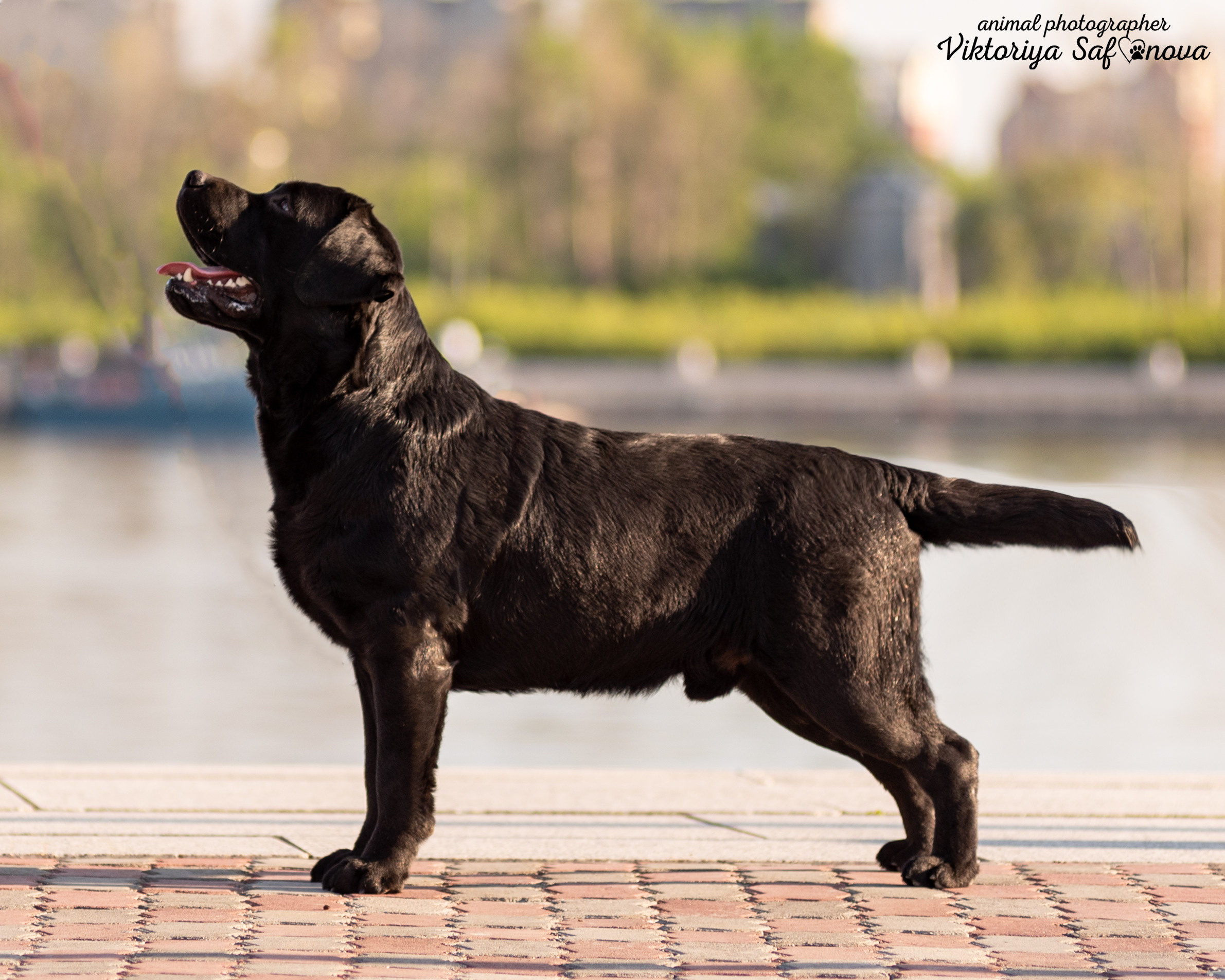 Лабрадор 07.06.2022. Фотограф анималист Благовещенск. Сафонова Виктория