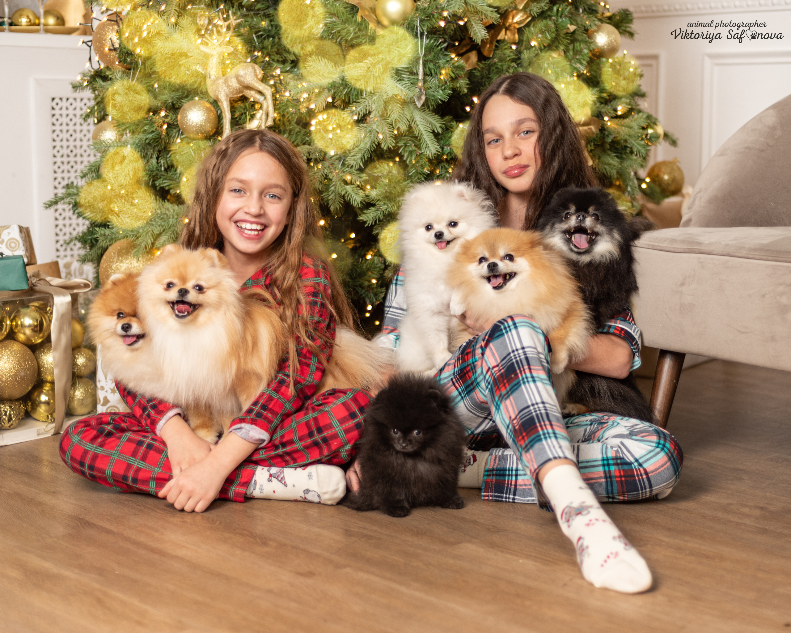 Тася, Мишель и шпицы. Фотограф анималист Благовещенск. Сафонова Виктория
