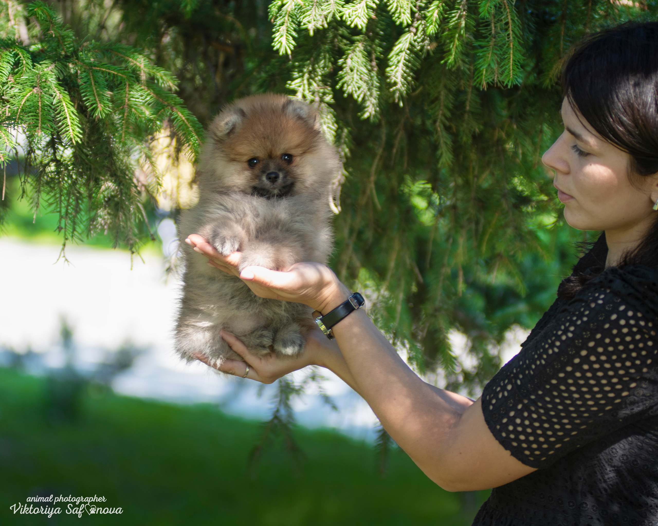 Немецкий шпиц 28.08.2022. Фотограф анималист Благовещенск. Сафонова Виктория