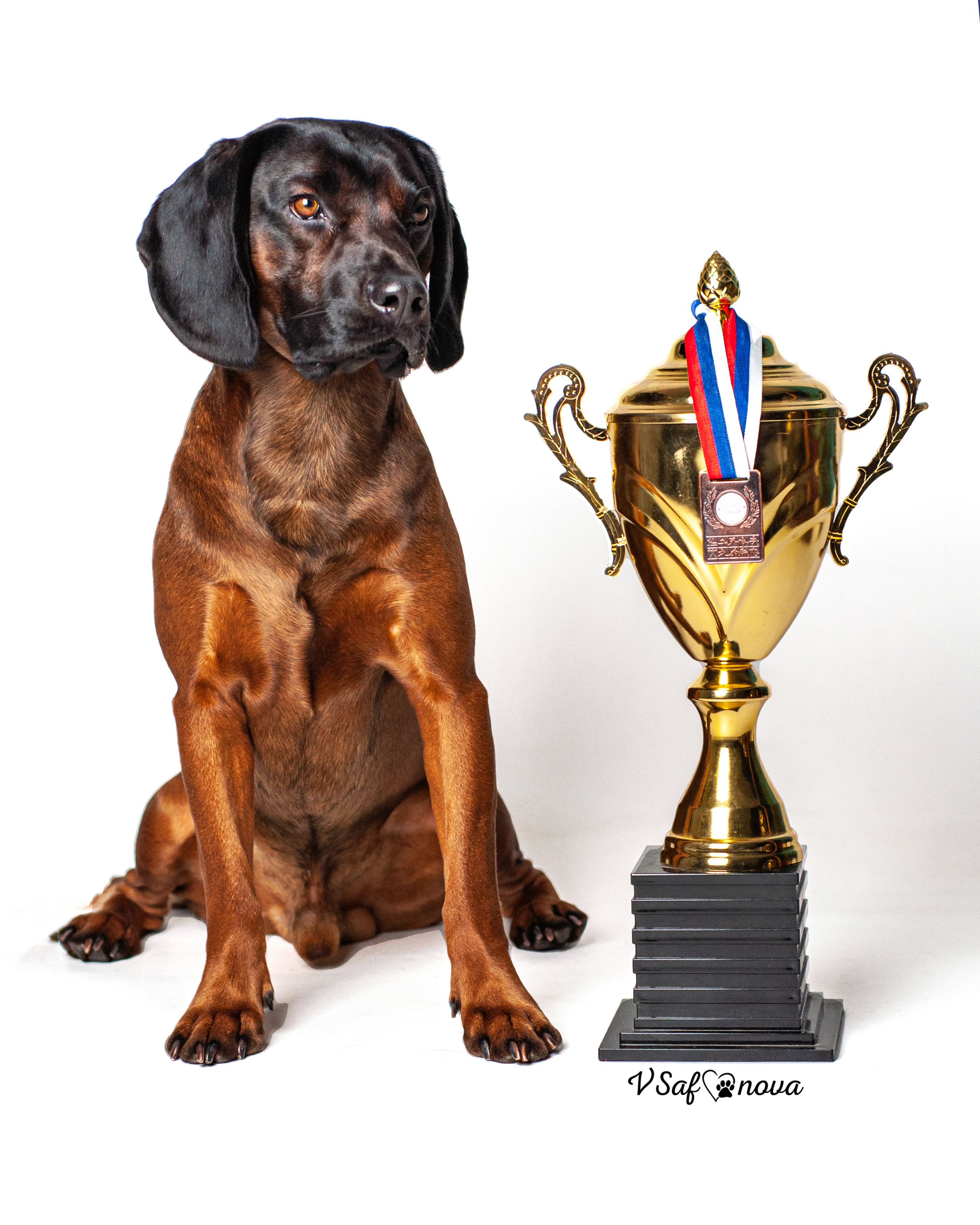 Баварская горная гончая 25.12.2021. Фотограф анималист Благовещенск. Сафонова Виктория