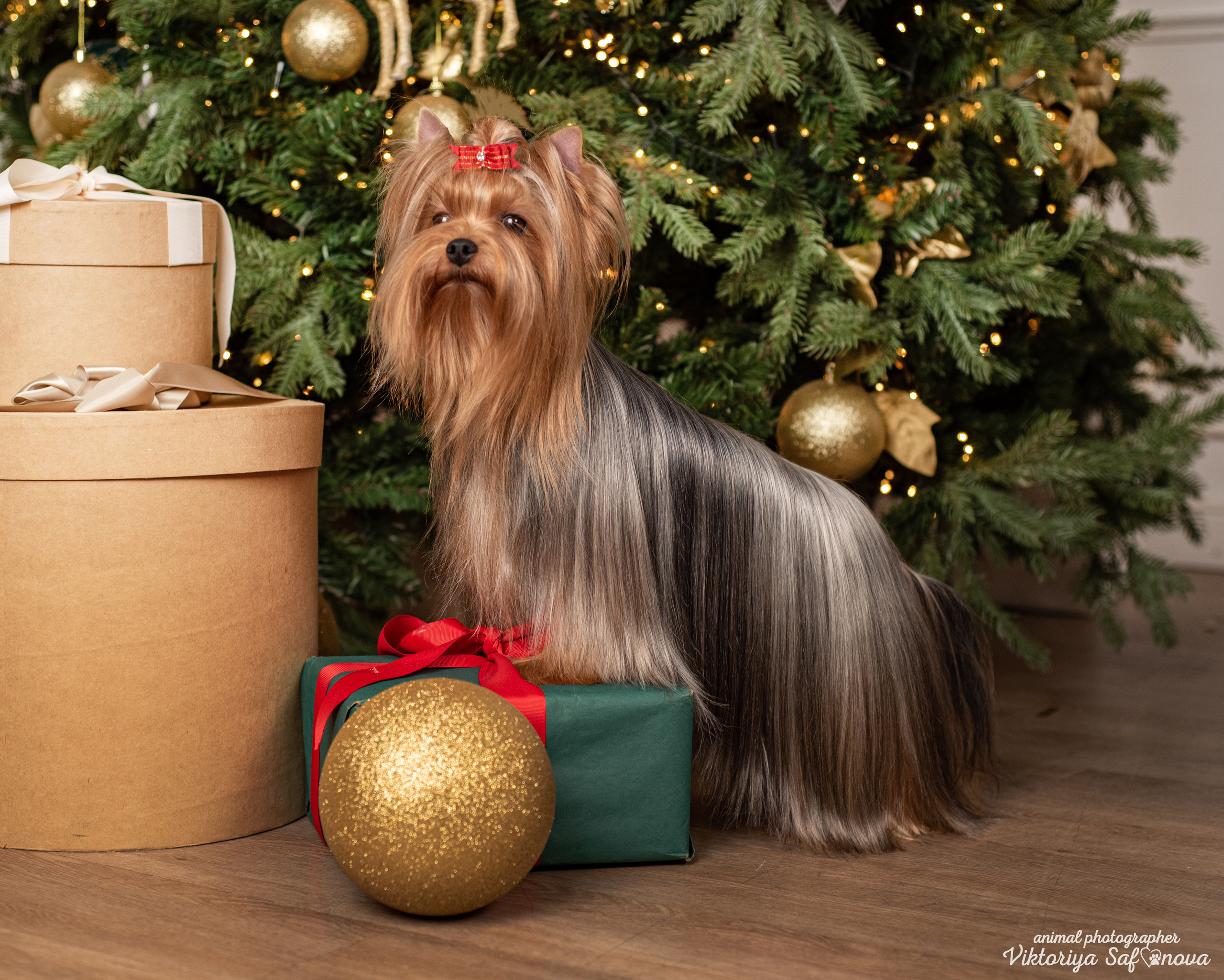 Саша, Пери и Френк. Фотограф анималист Благовещенск. Сафонова Виктория