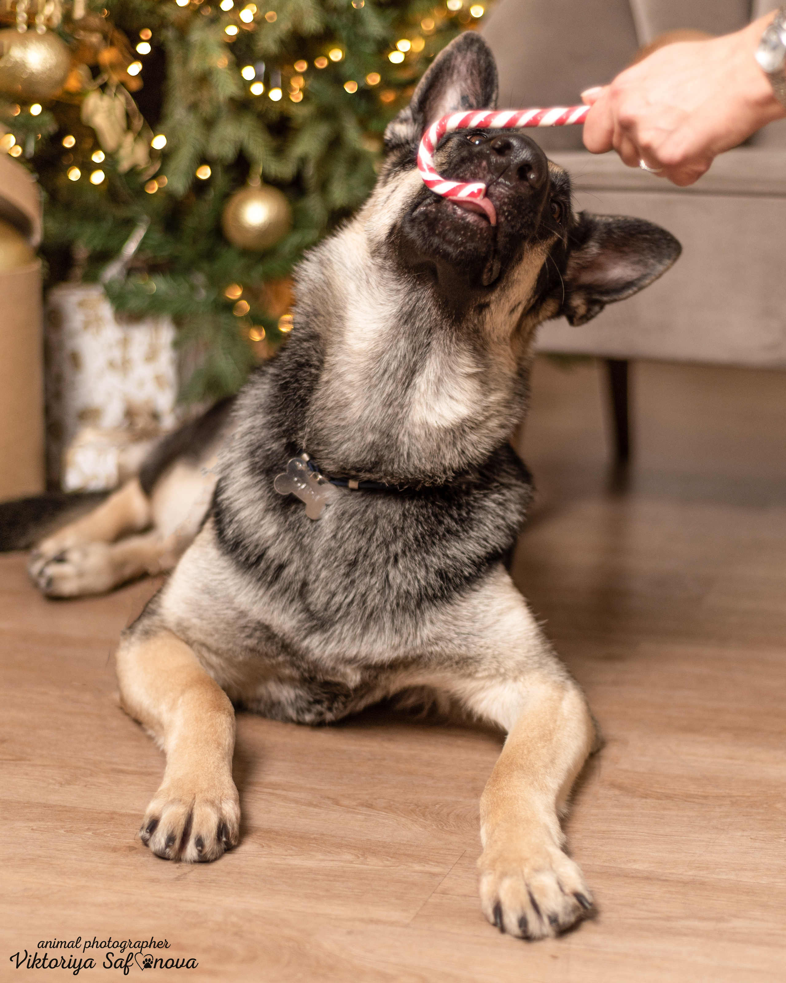 Одри. Фотограф анималист Благовещенск. Сафонова Виктория