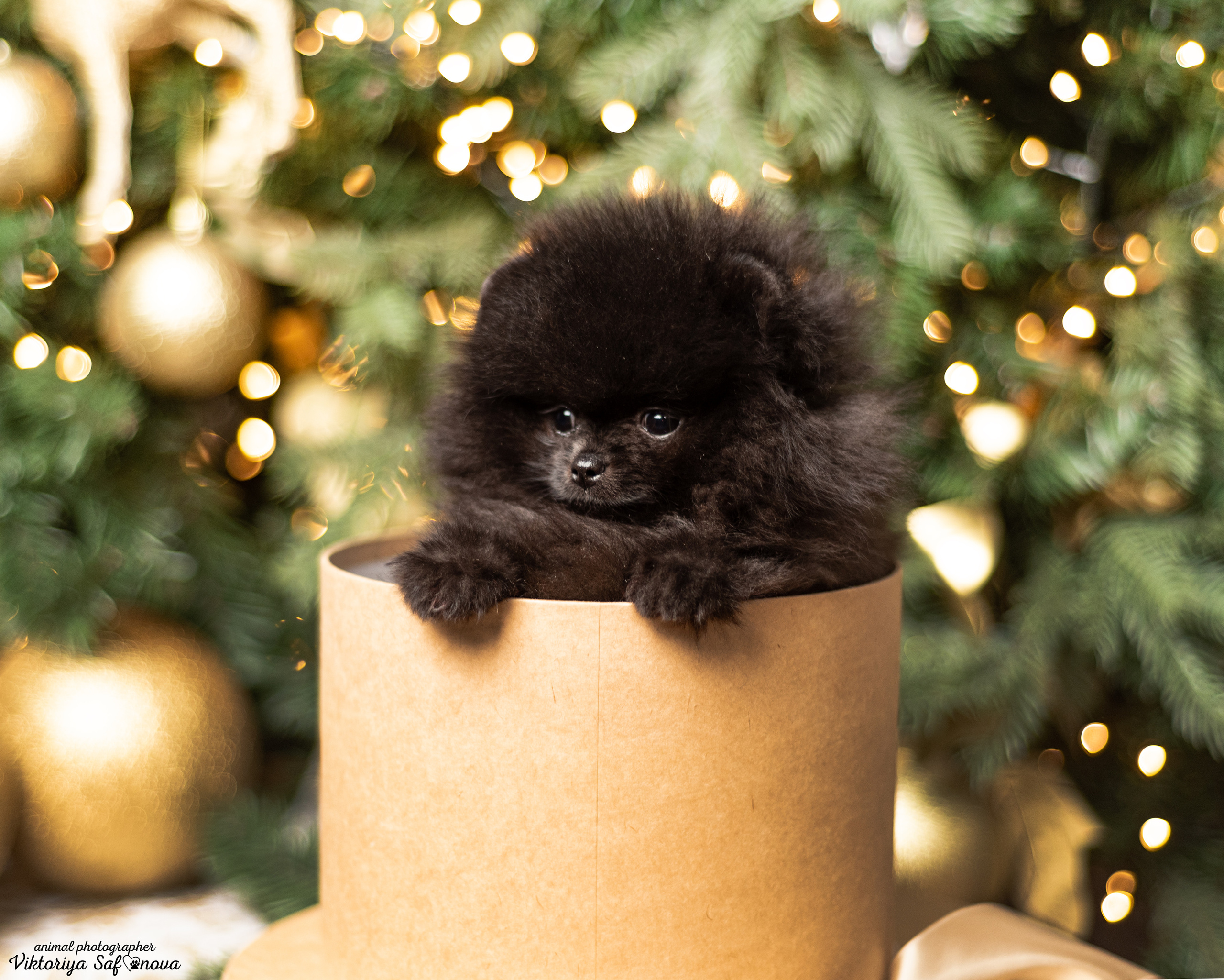 Тася, Мишель и шпицы. Фотограф анималист Благовещенск. Сафонова Виктория